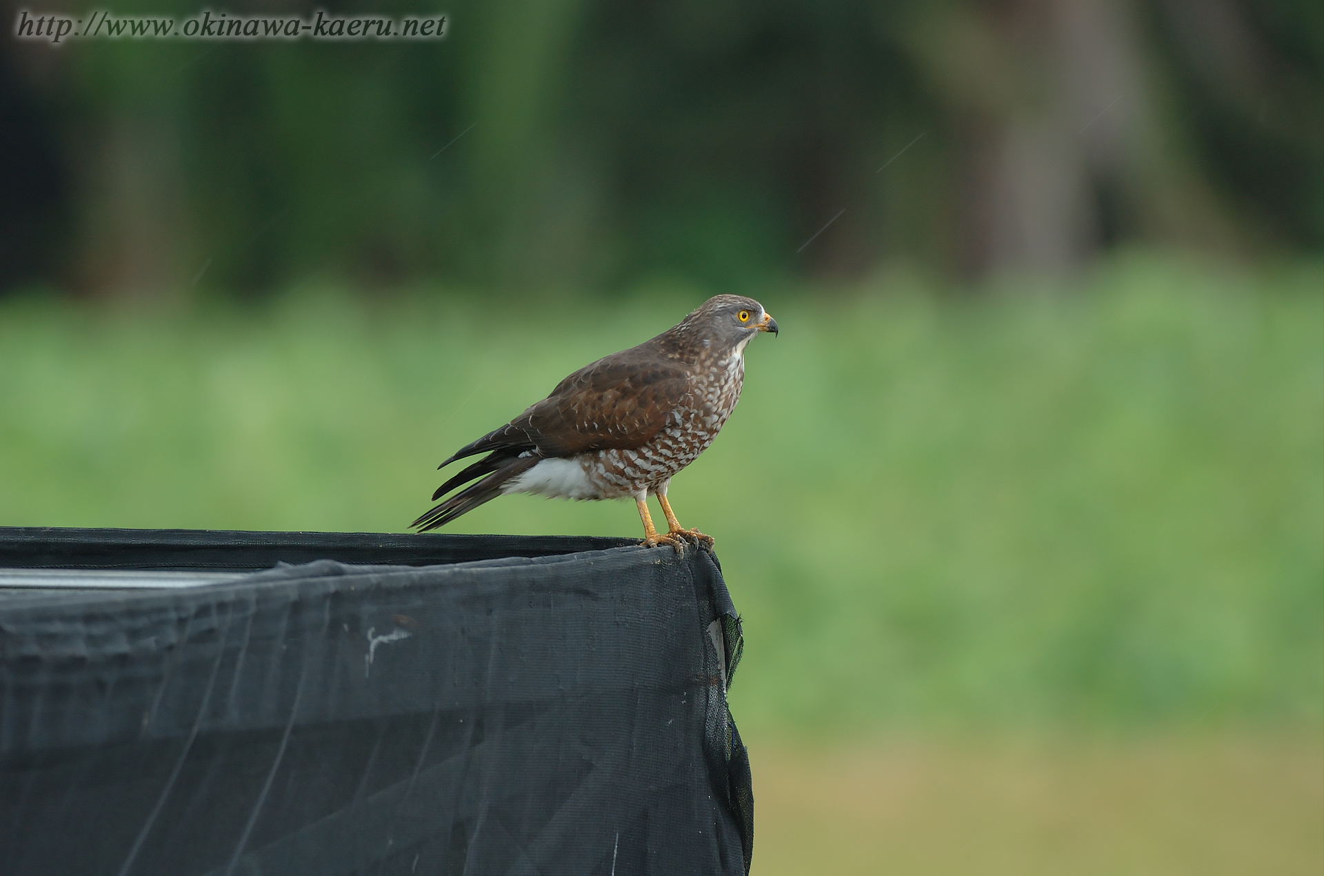 サシバ Butastur indicus