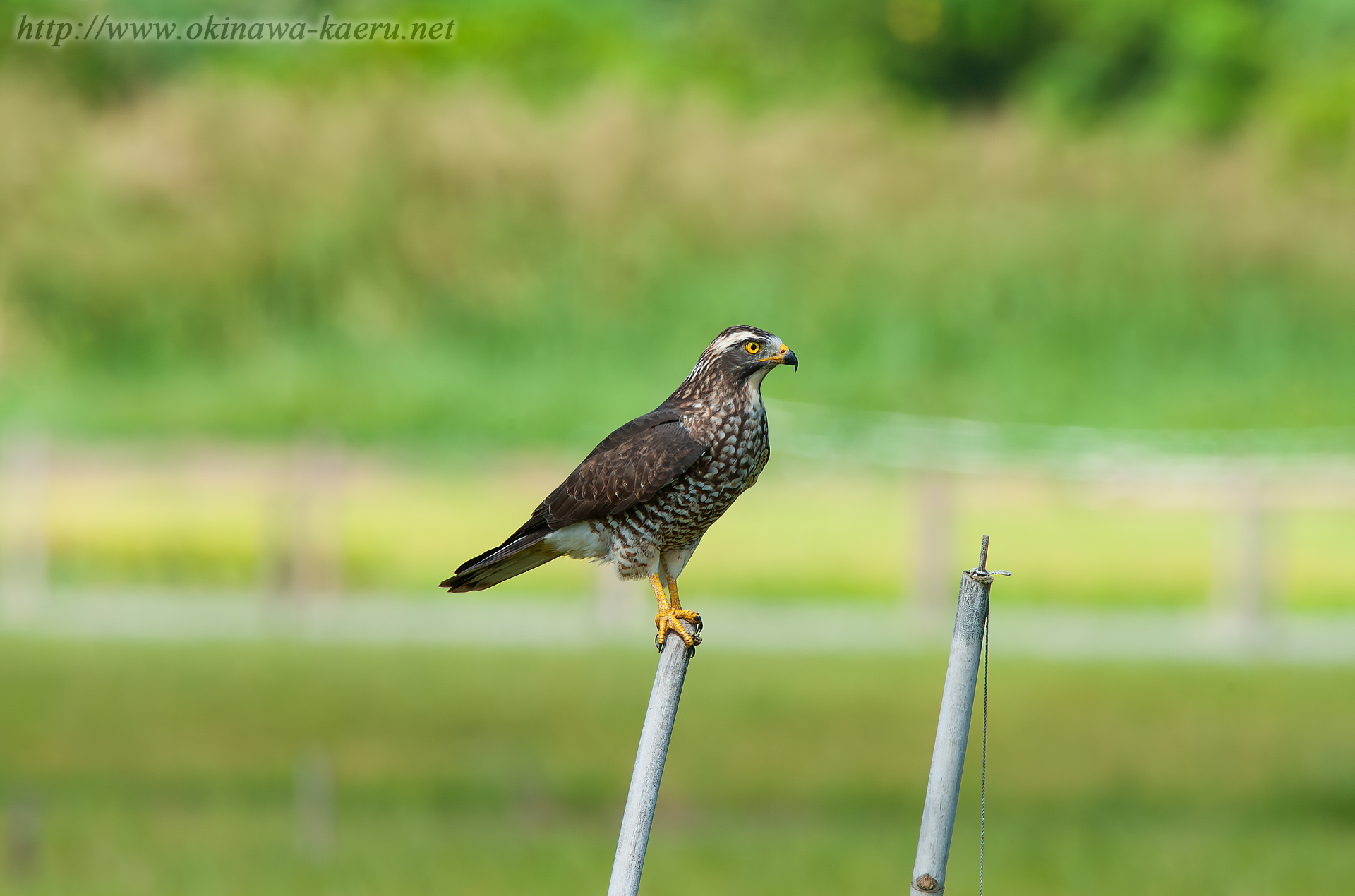 サシバ Butastur indicus