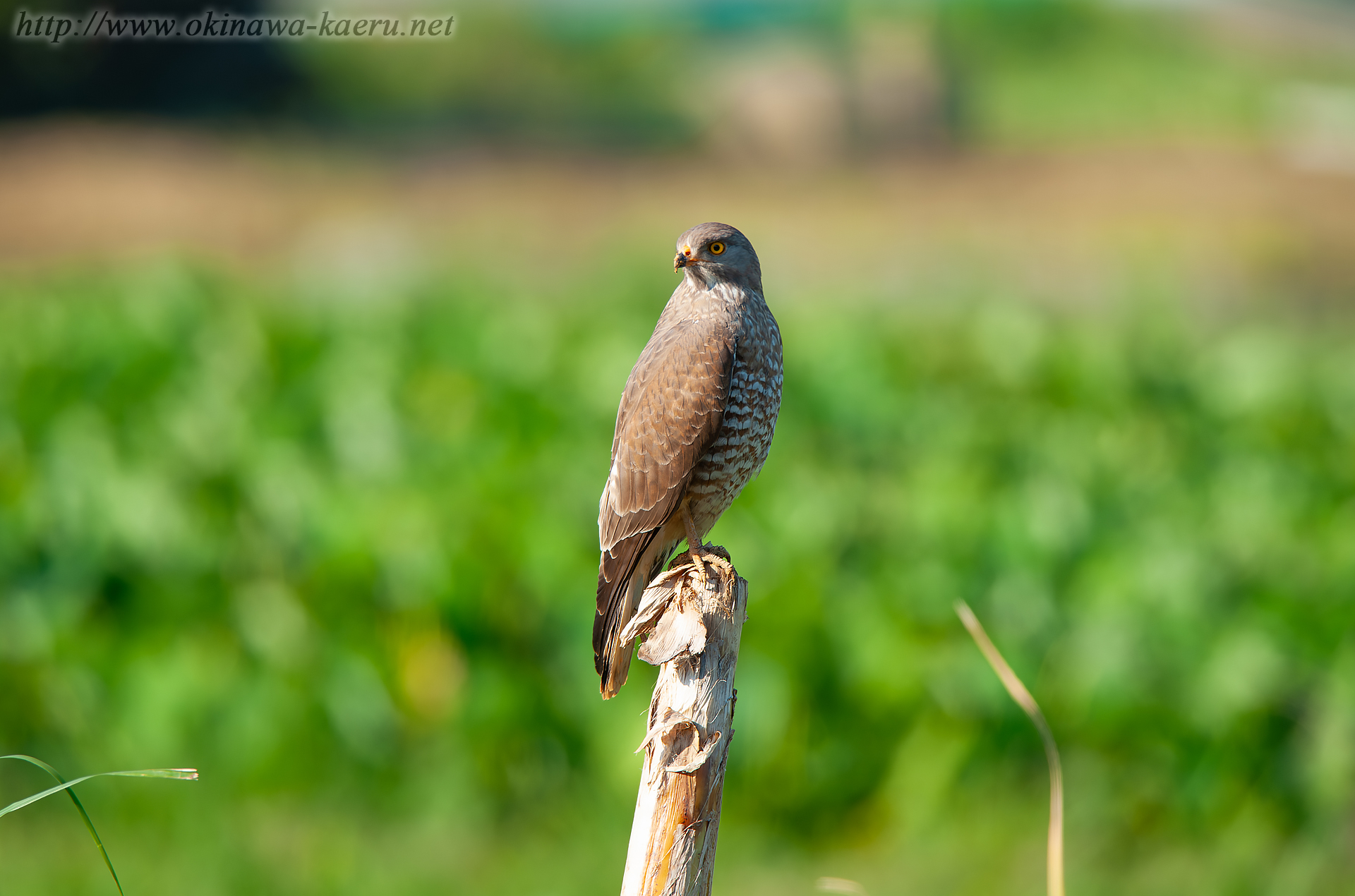 サシバ Butastur indicus