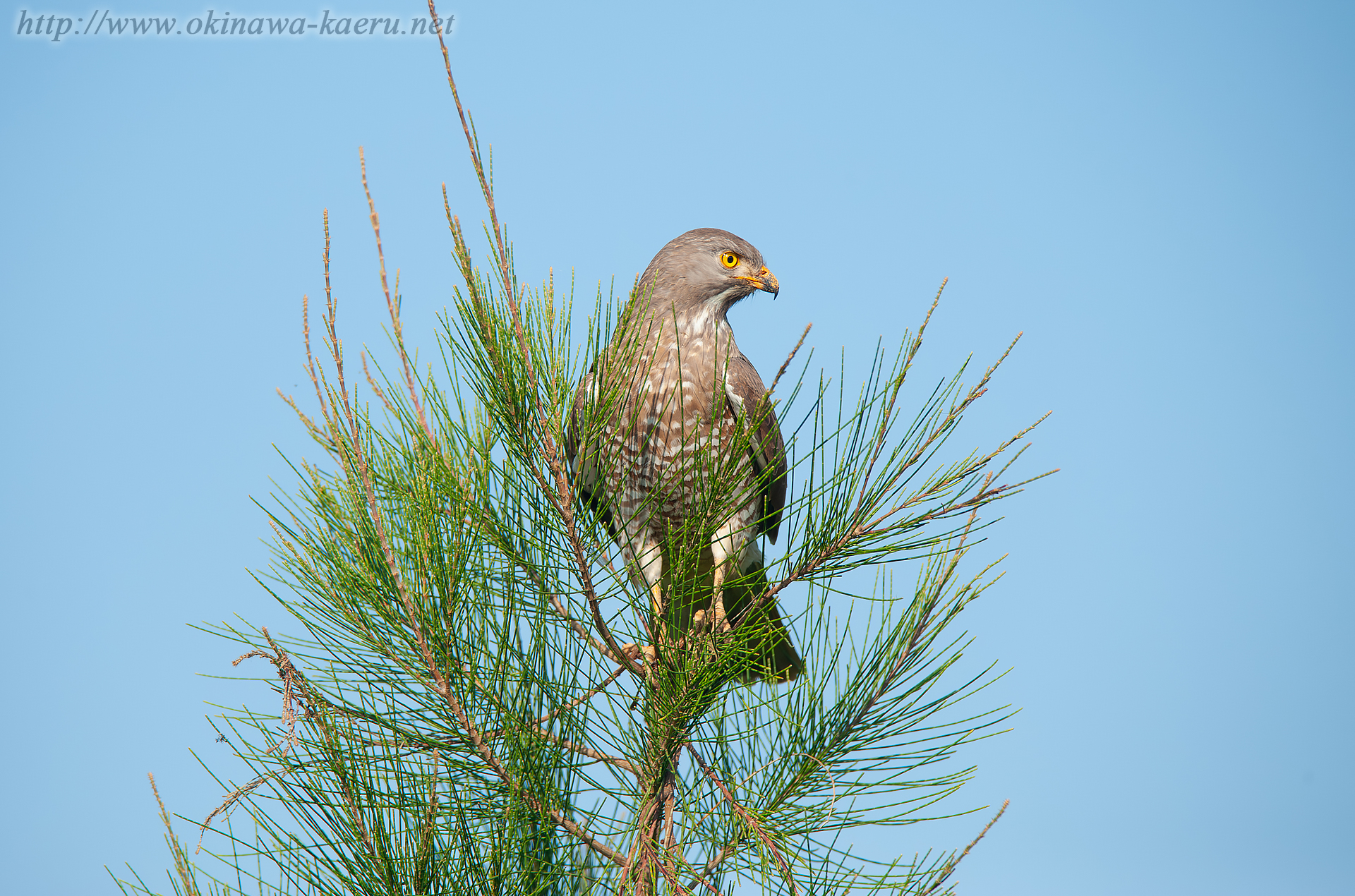 サシバ Butastur indicus