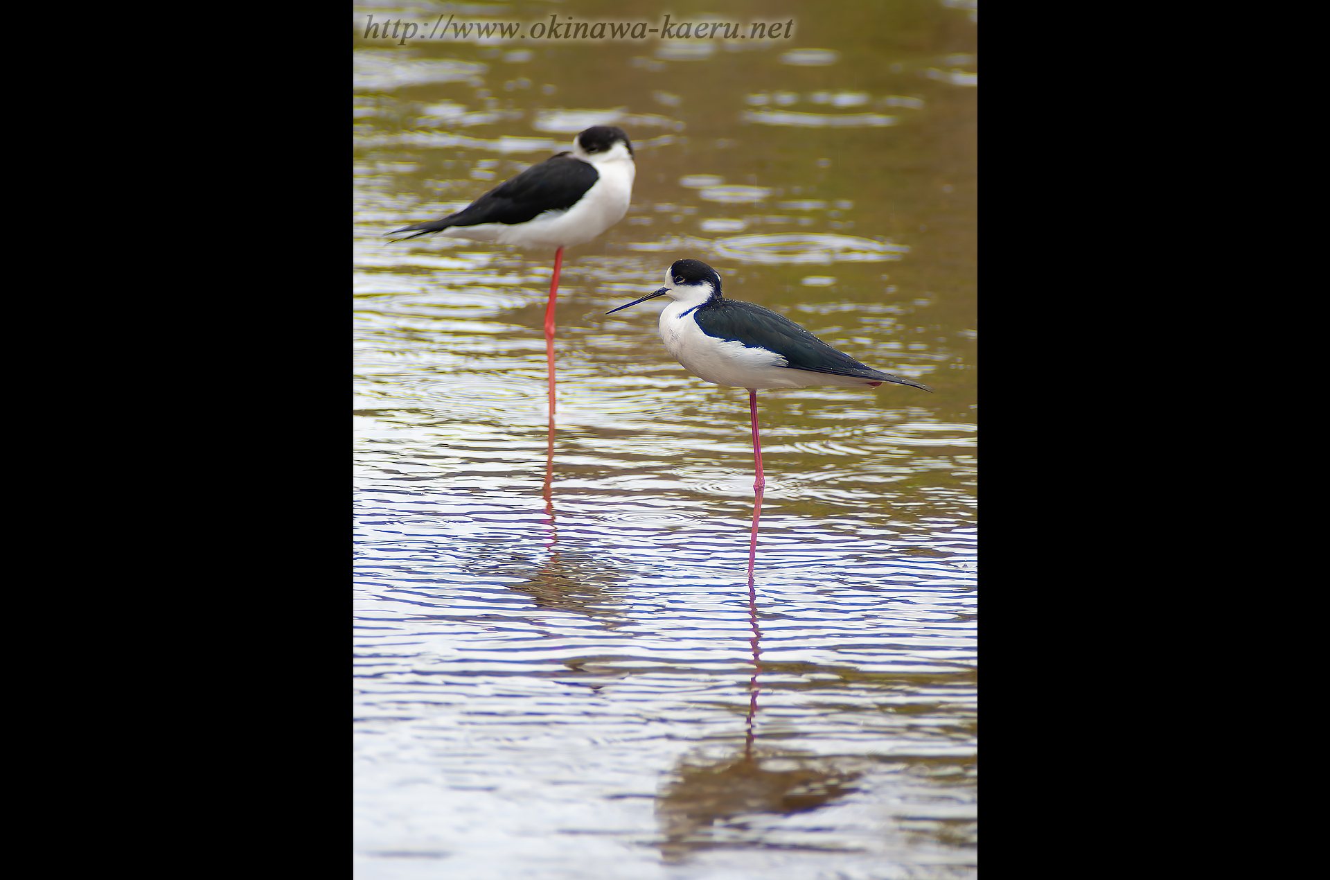 セイタカシギ Himantopus himantopus