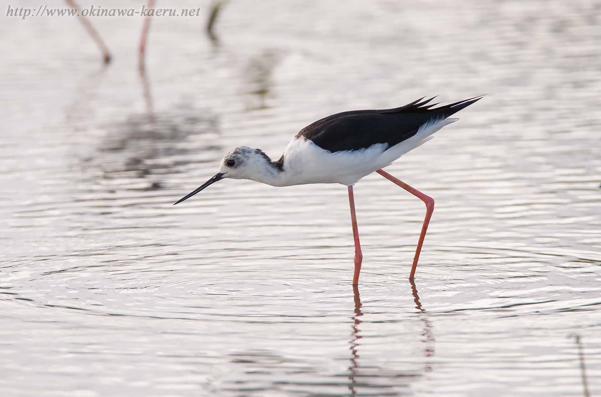 セイタカシギ Himantopus himantopus