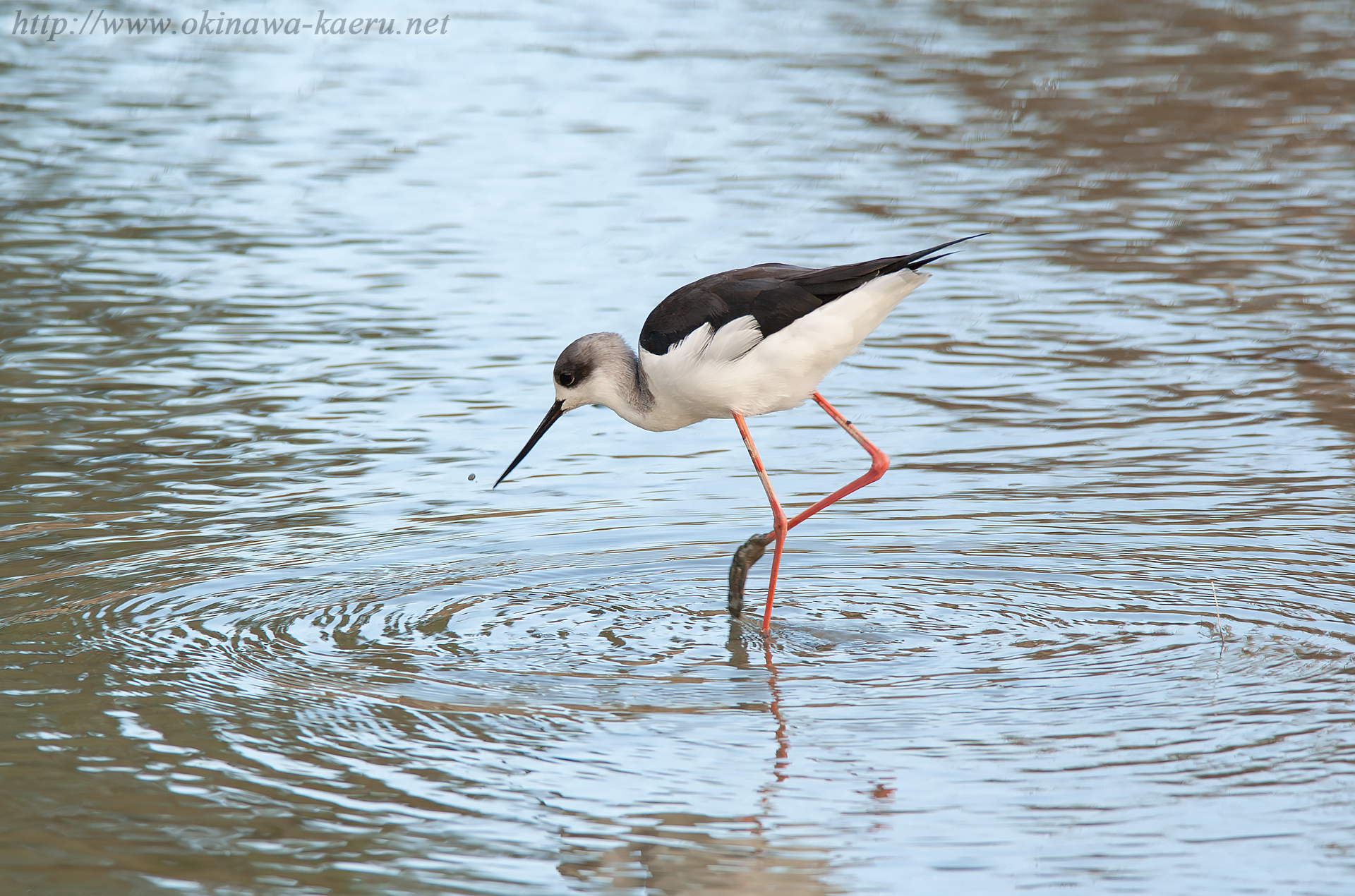 セイタカシギ Himantopus himantopus