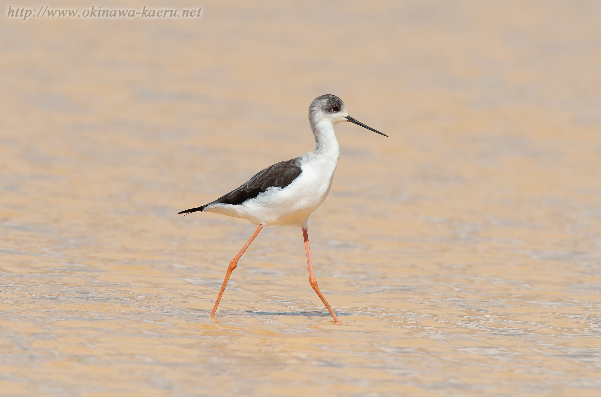 セイタカシギ Himantopus himantopus