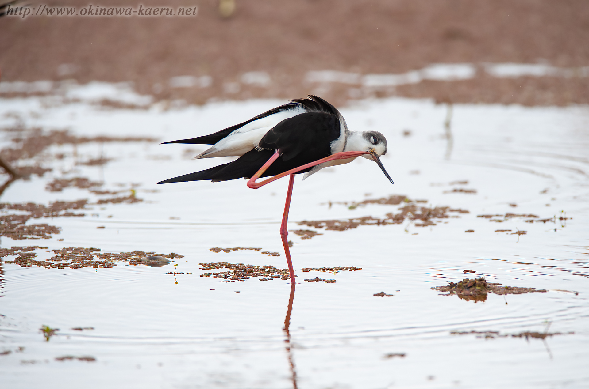 セイタカシギ Himantopus himantopus