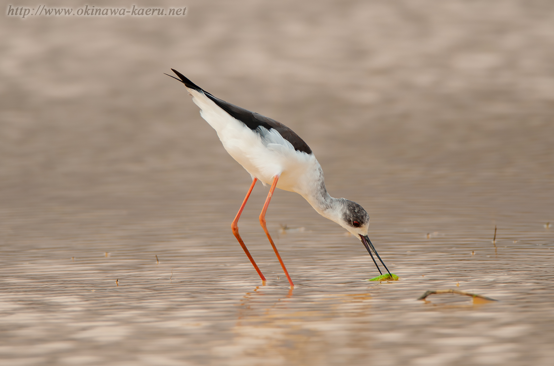 セイタカシギ Himantopus himantopus