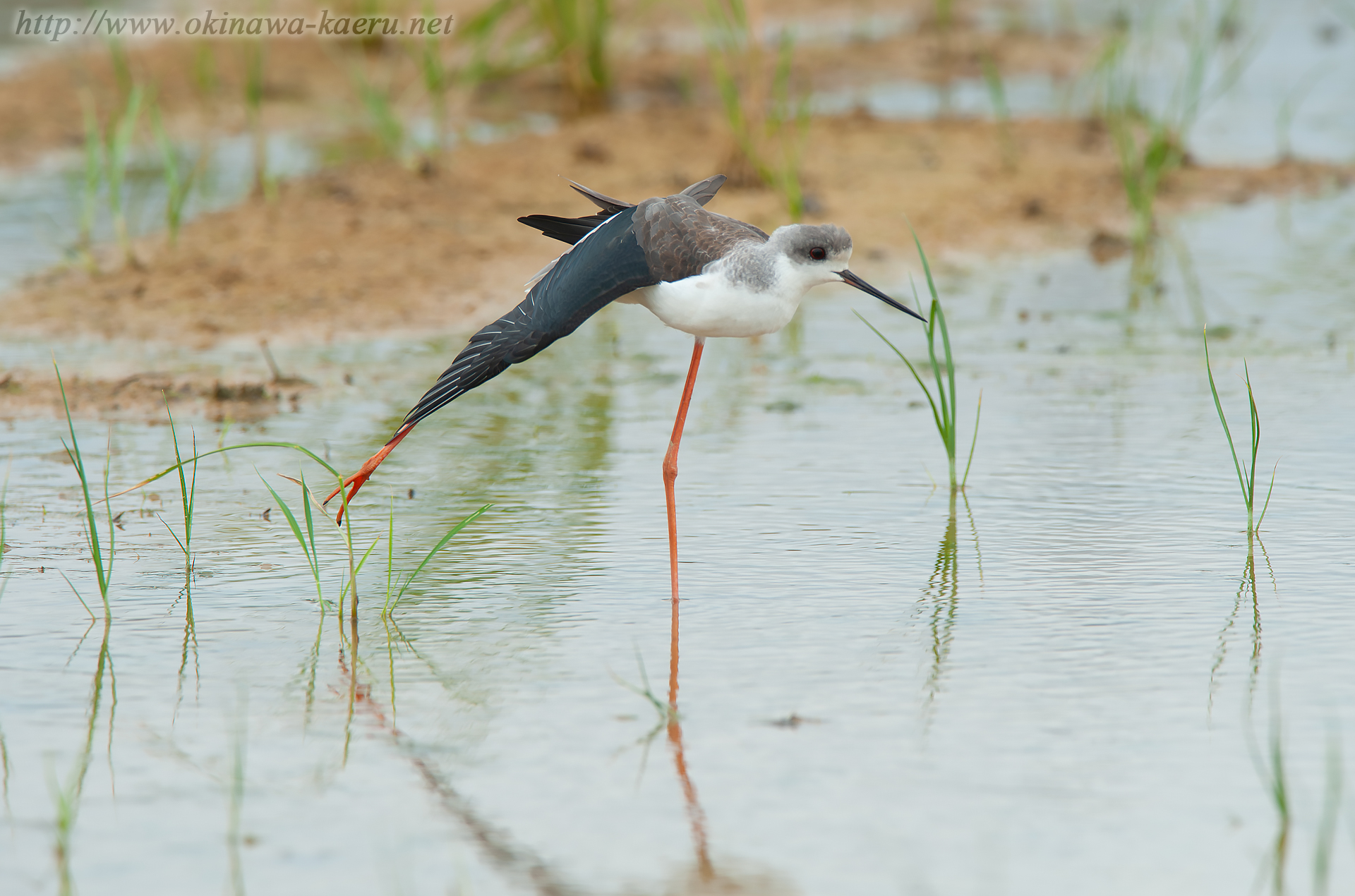 セイタカシギ Himantopus himantopus