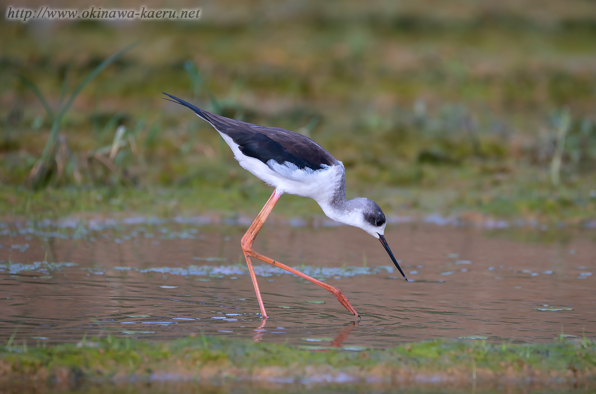 セイタカシギ Himantopus himantopus