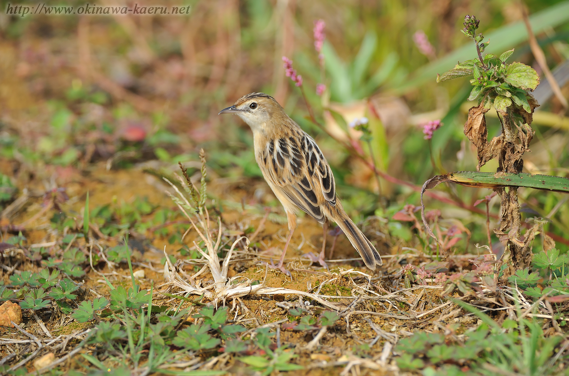 セッカ Cisticola juncidis