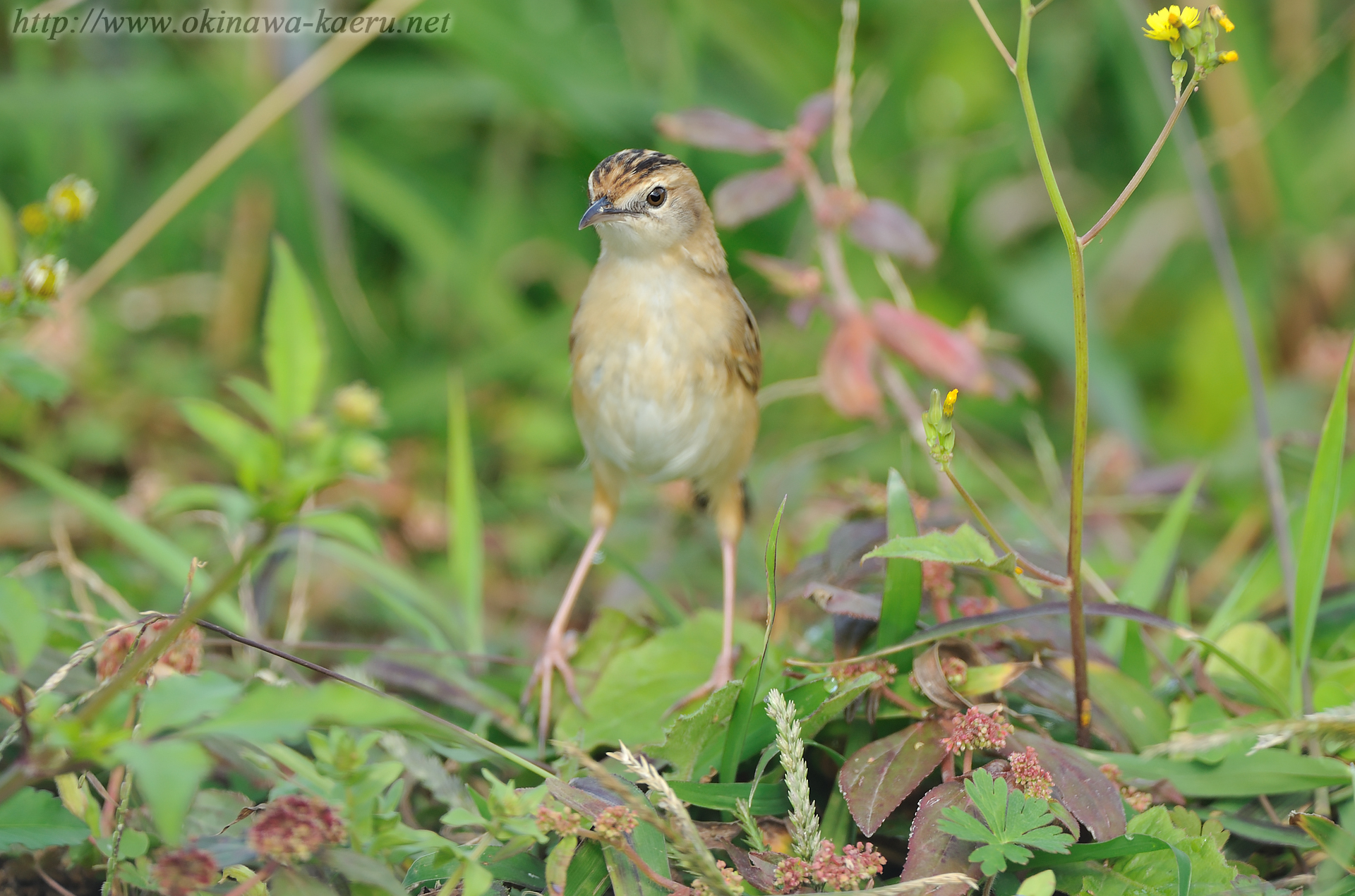 セッカ Cisticola juncidis