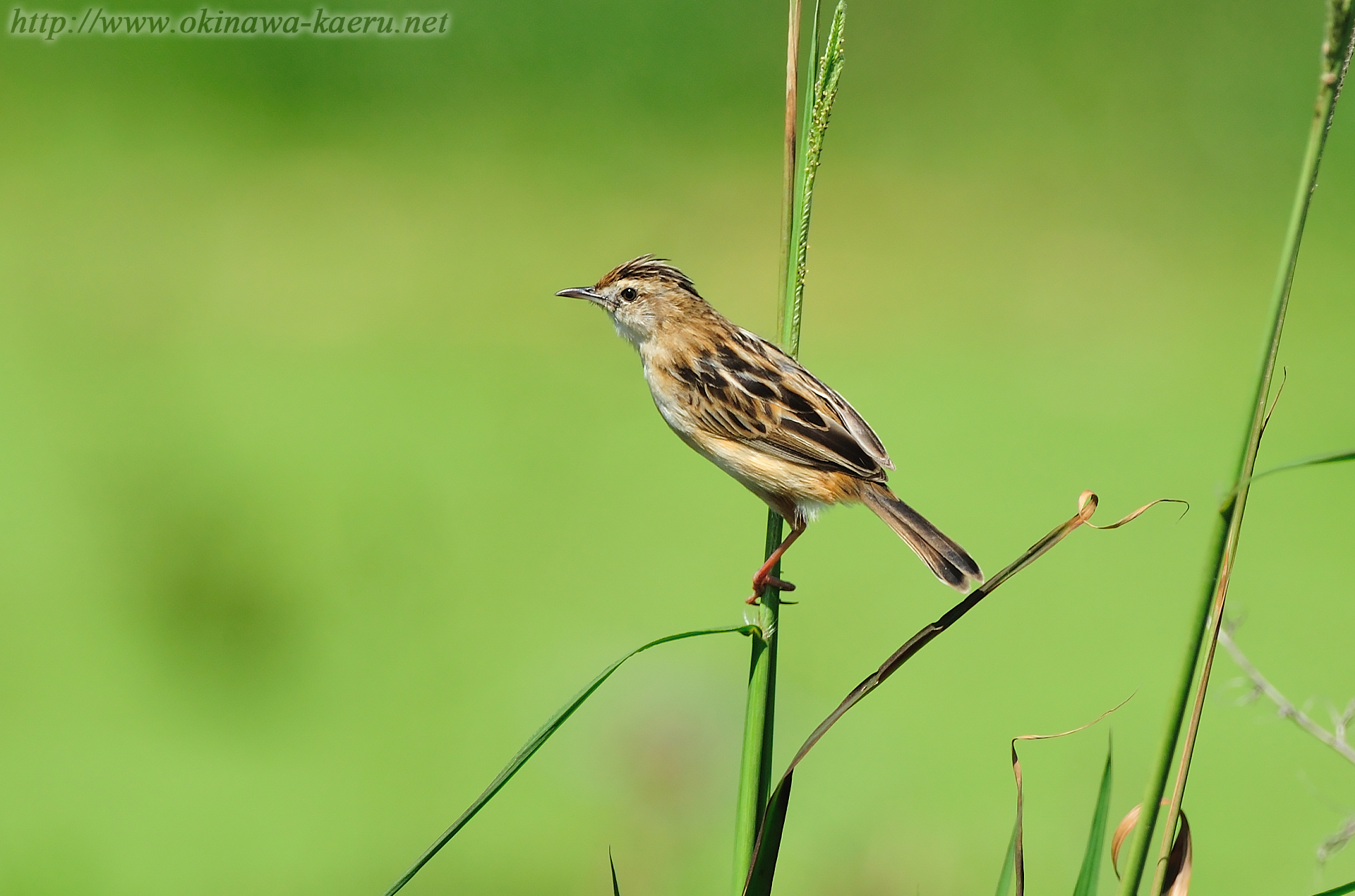 セッカ Cisticola juncidis