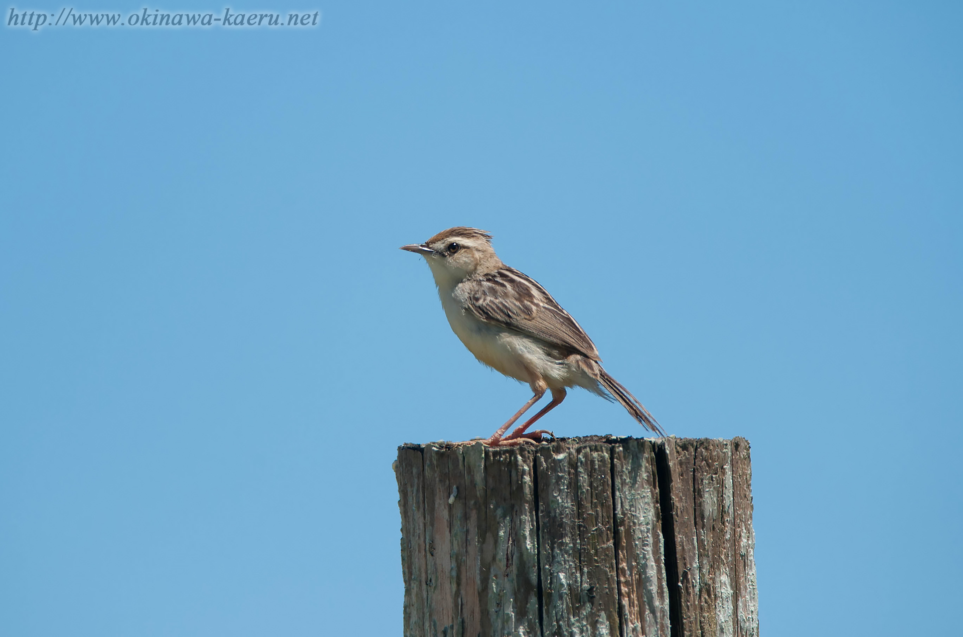 セッカ Cisticola juncidis