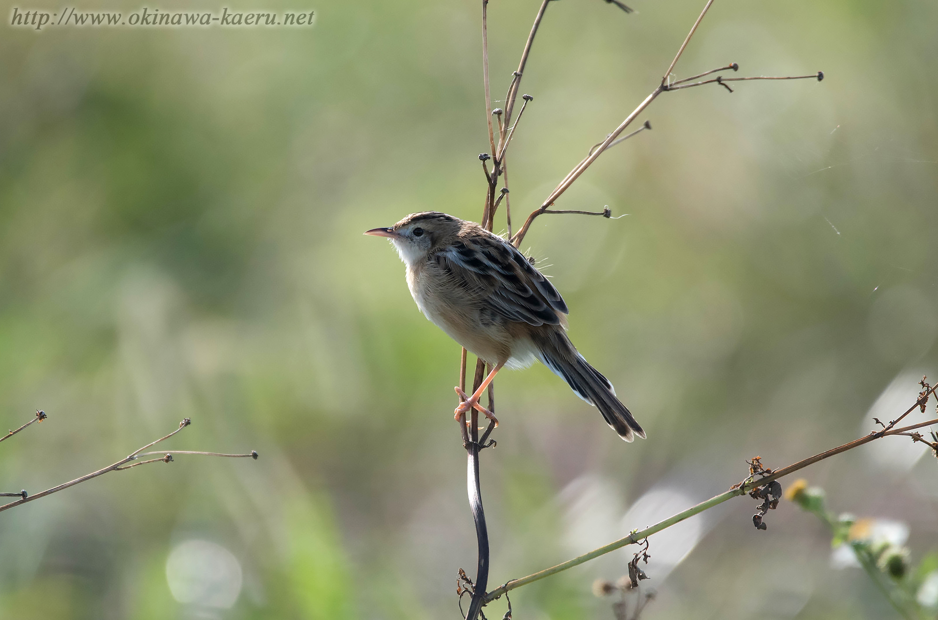 セッカ Cisticola juncidis