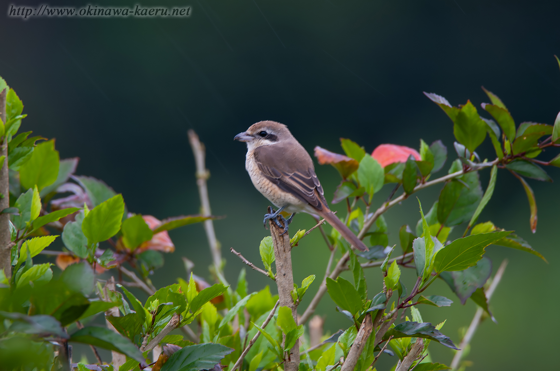 シマアカモズ Lanius cristatus lucionensis