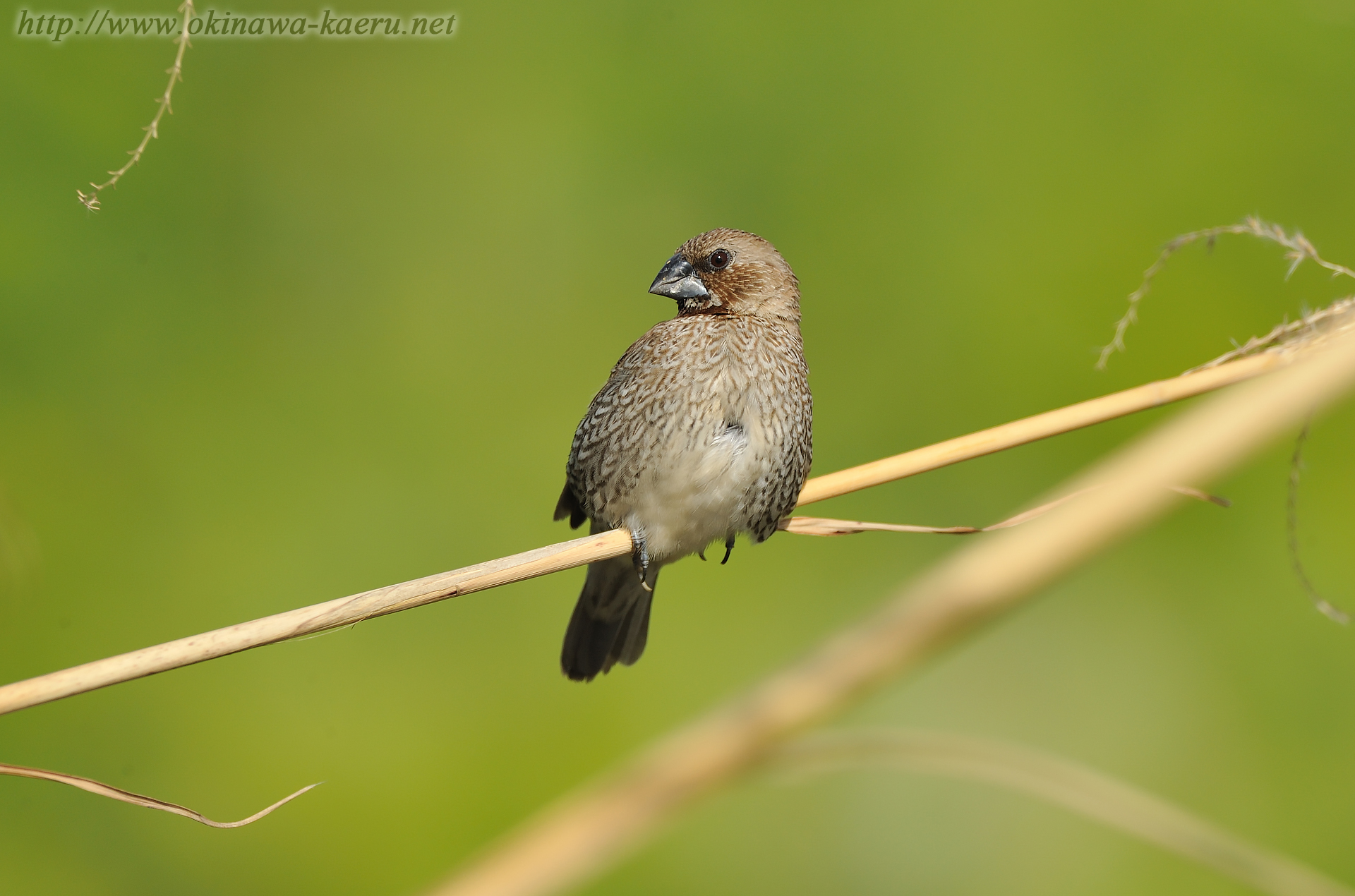 シマキンパラ Lonchura punctulata