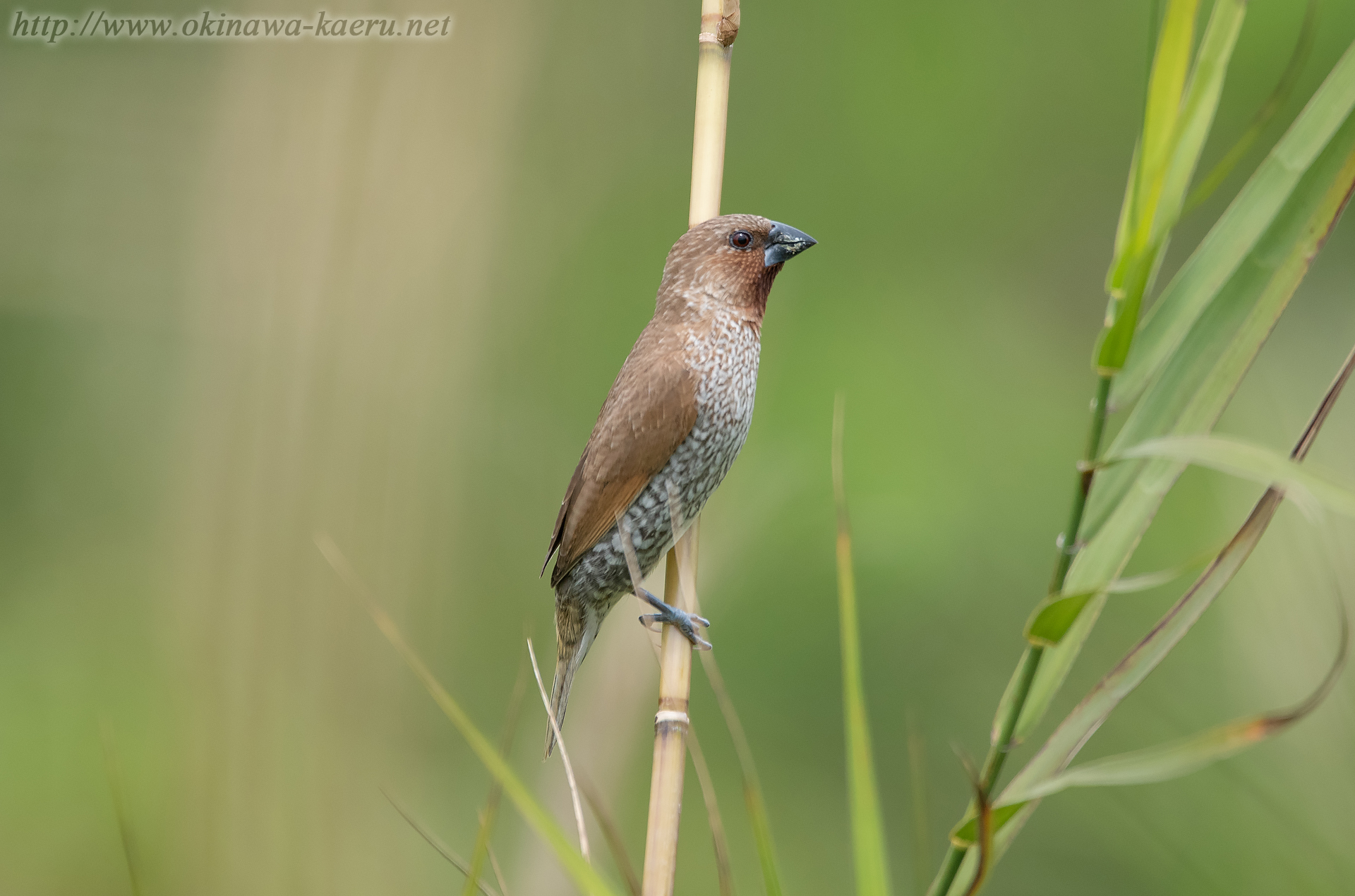 シマキンパラ Lonchura punctulata