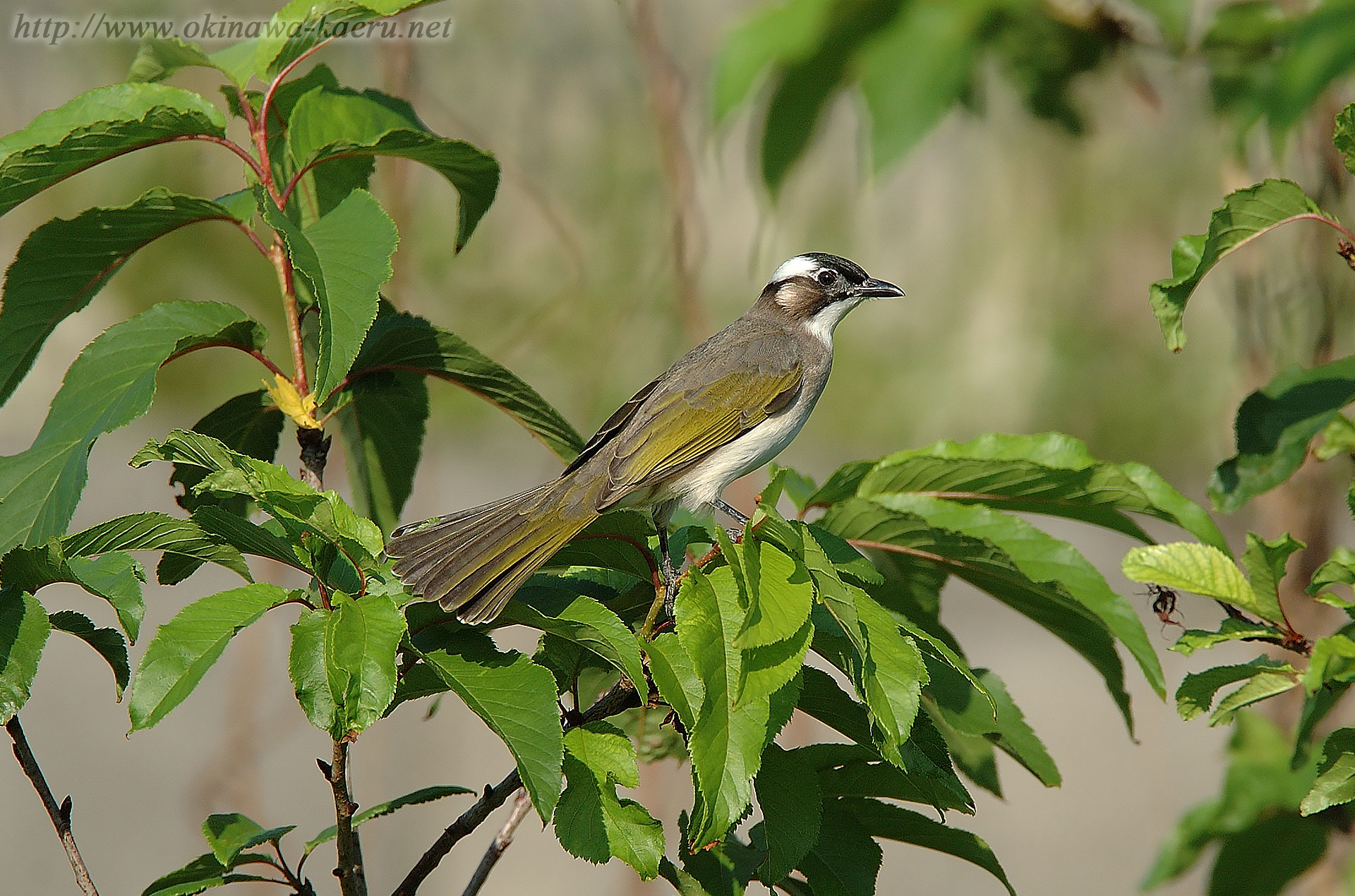 シロガシラ Pycnonotus sinensis