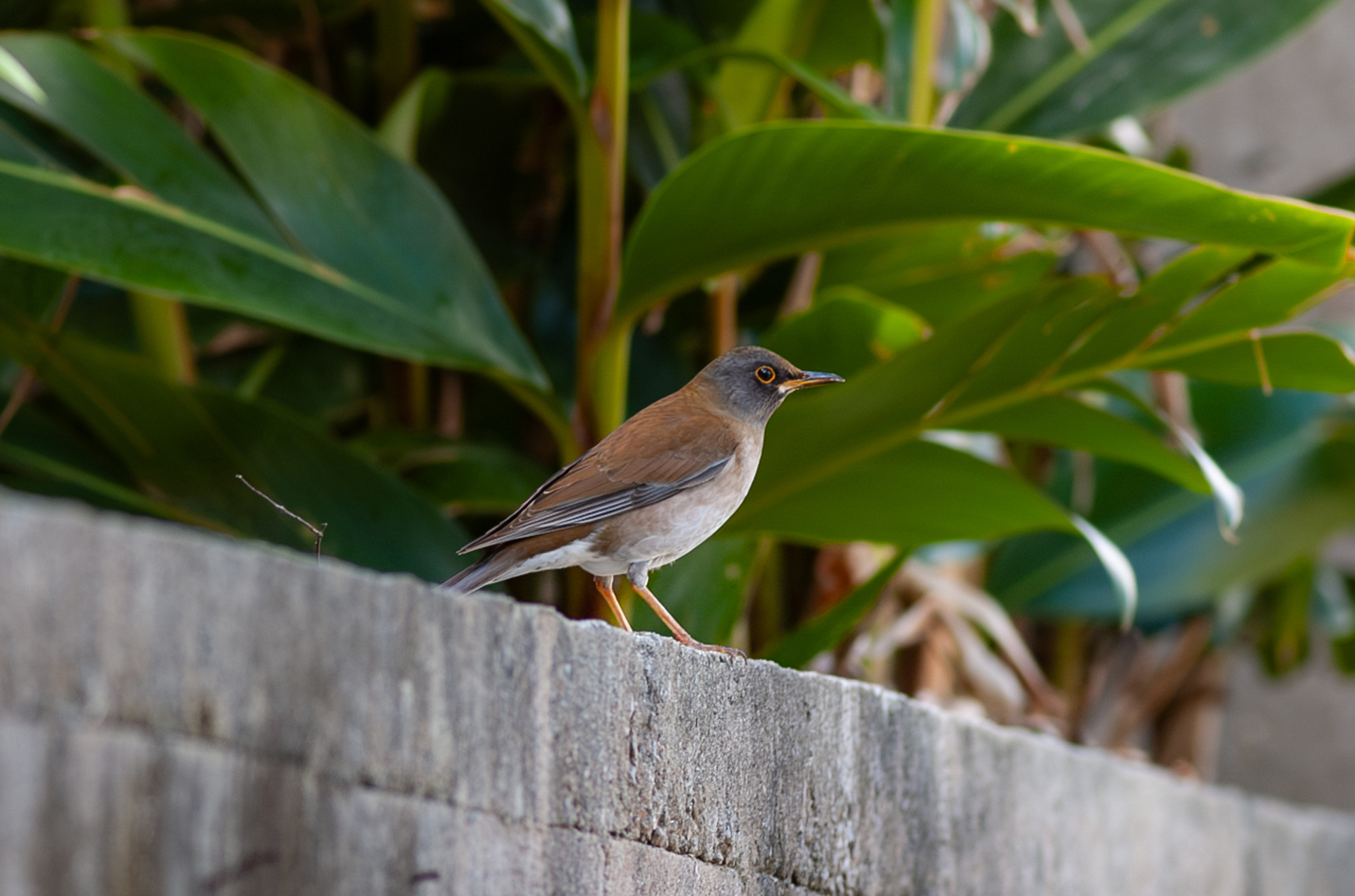 シロハラ Turdus pallidus