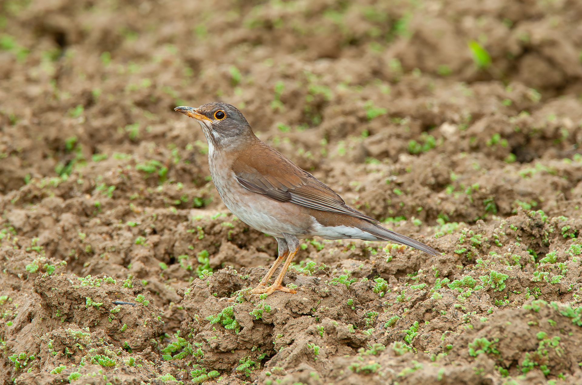 シロハラ Turdus pallidus