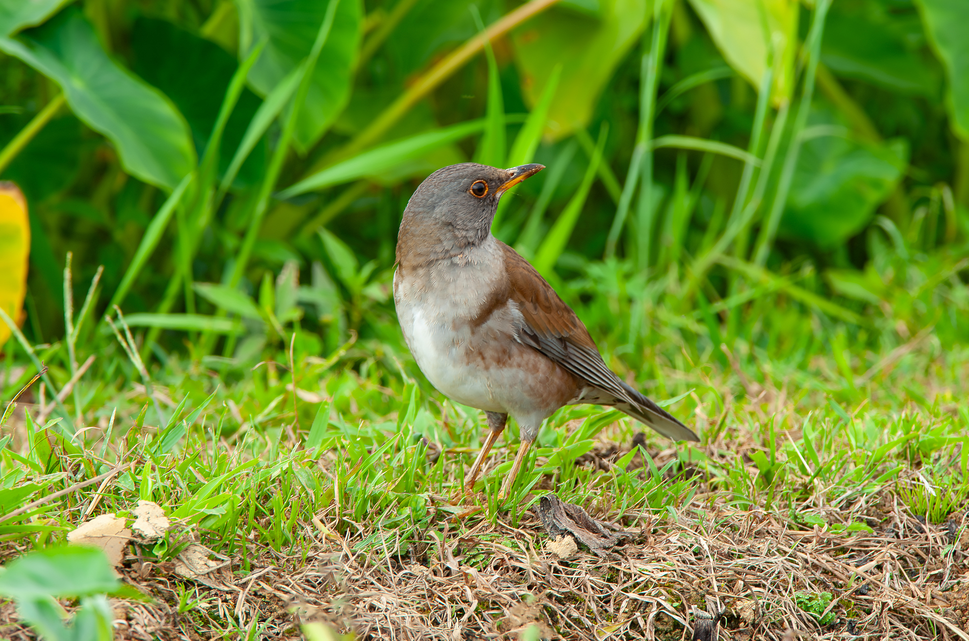 シロハラ Turdus pallidus