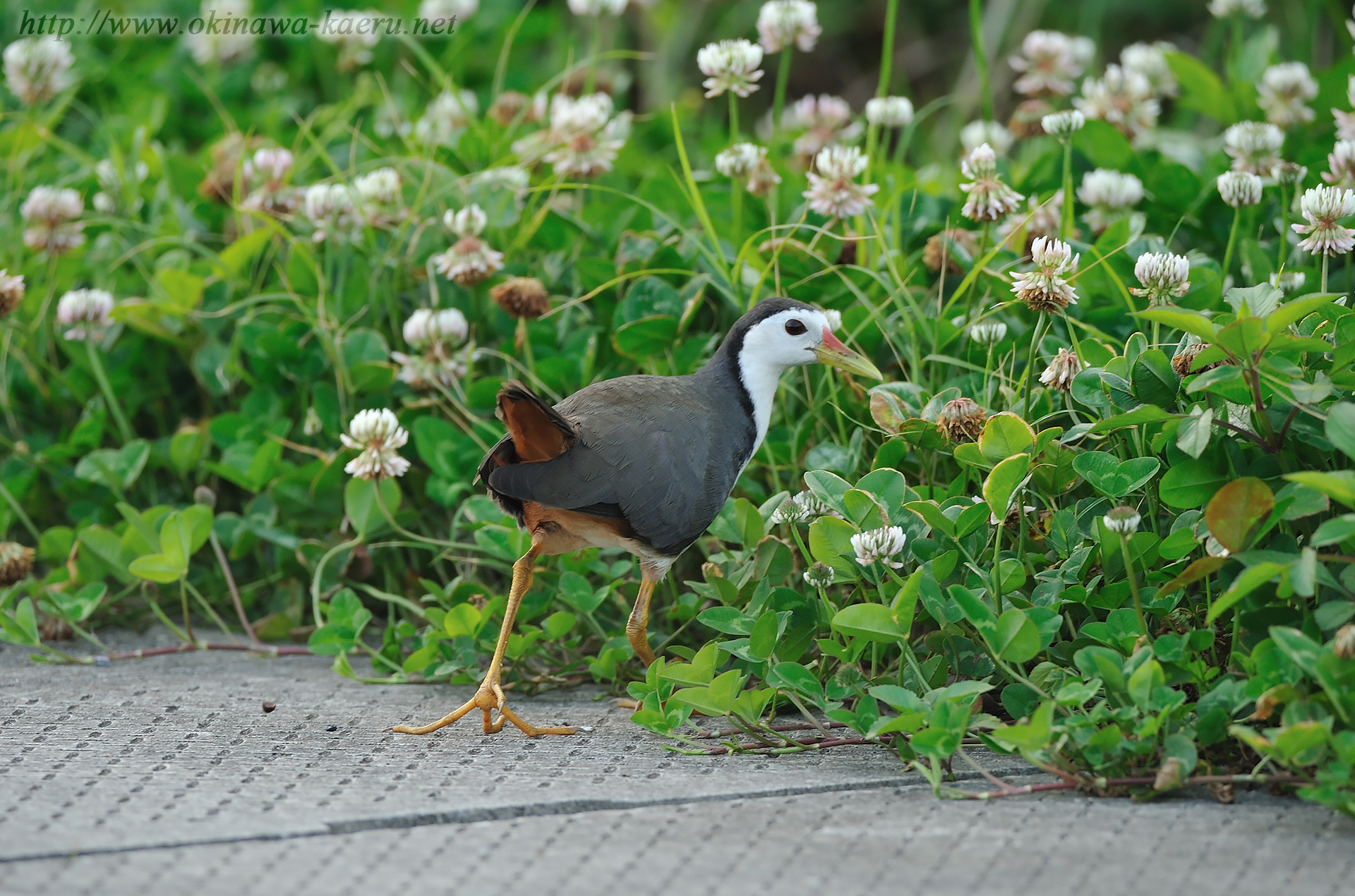 シロハラクイナ Amaurornis phoenicurus