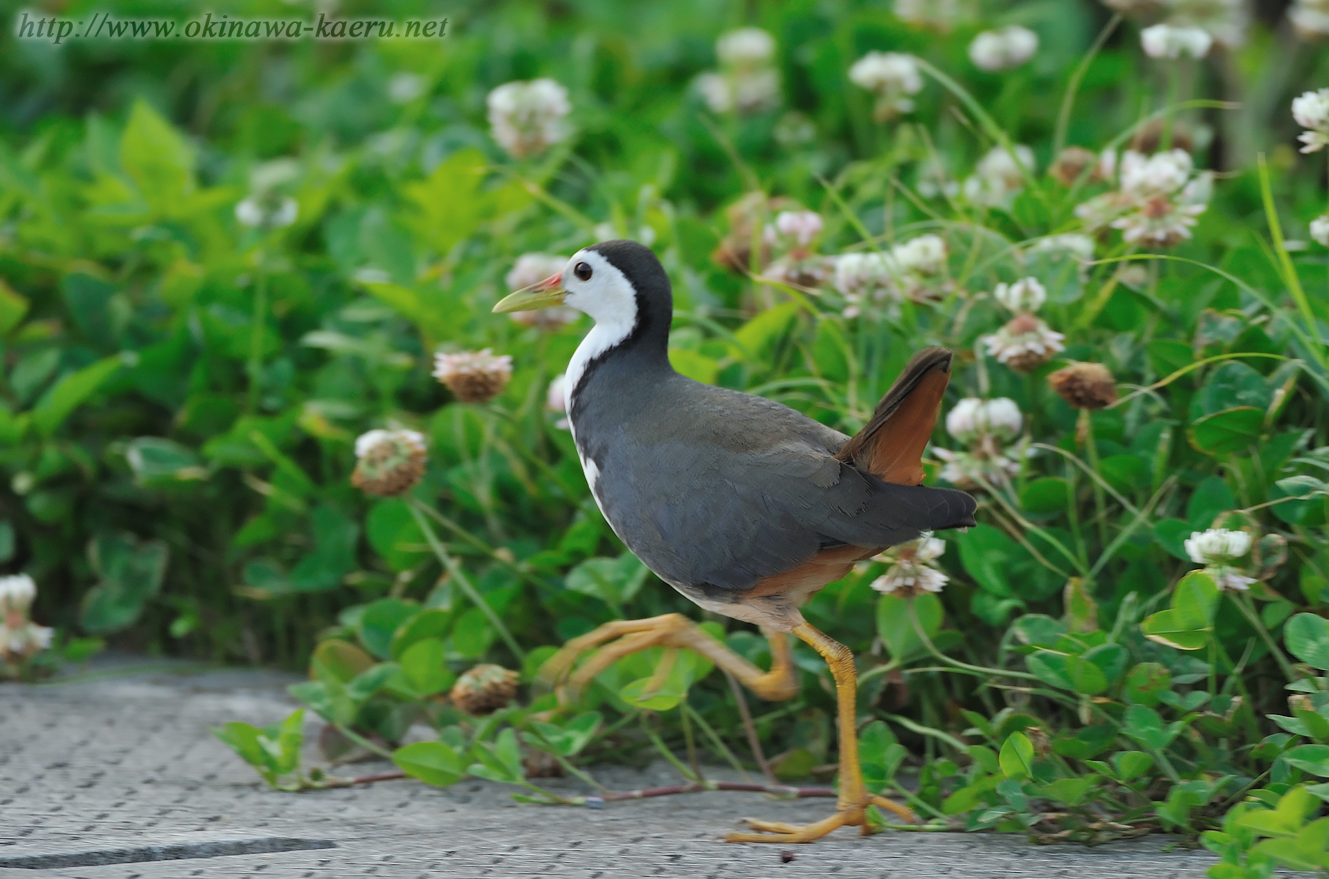 シロハラクイナ Amaurornis phoenicurus