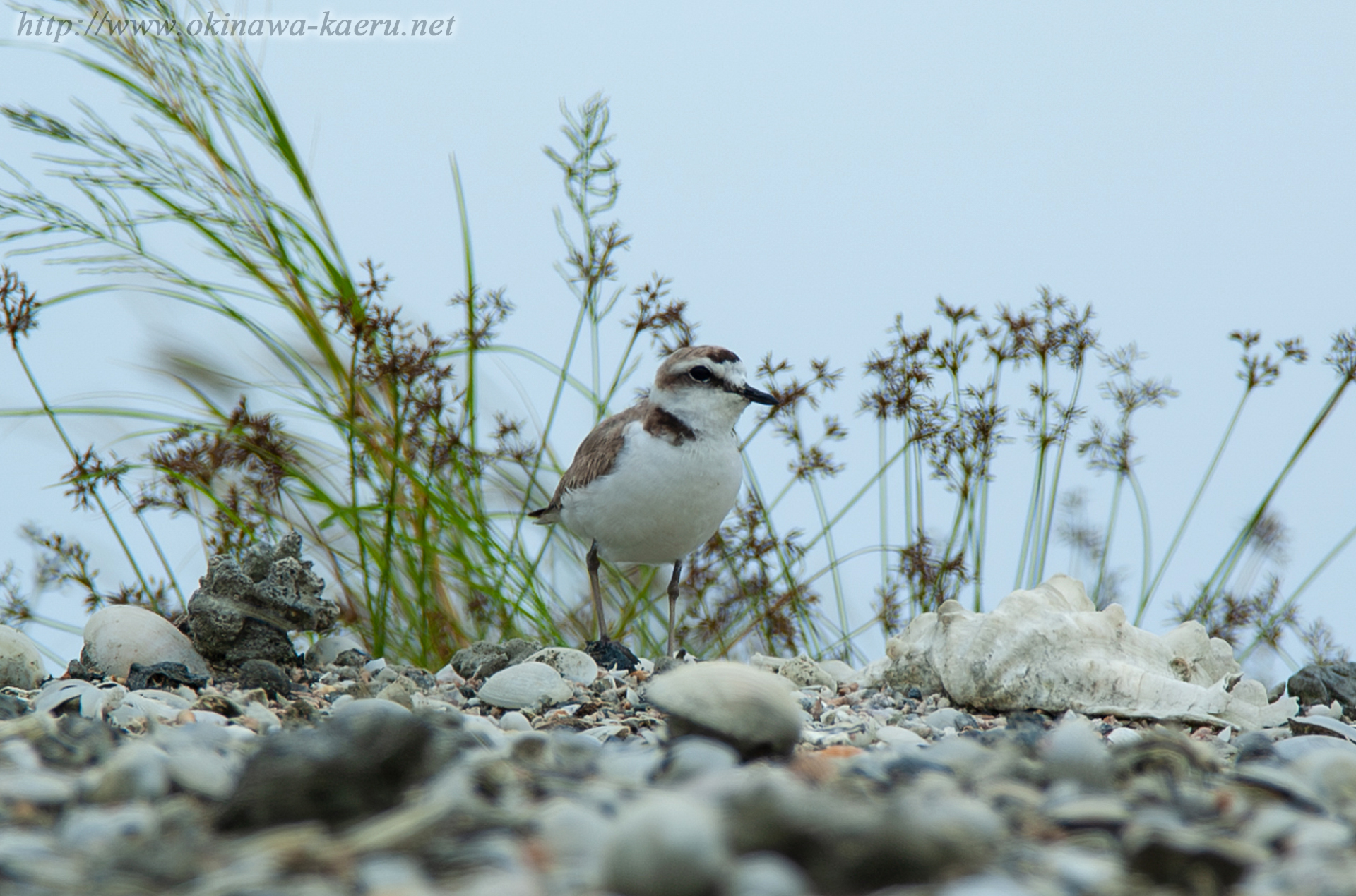 シロチドリ Charadrius alexandrinus