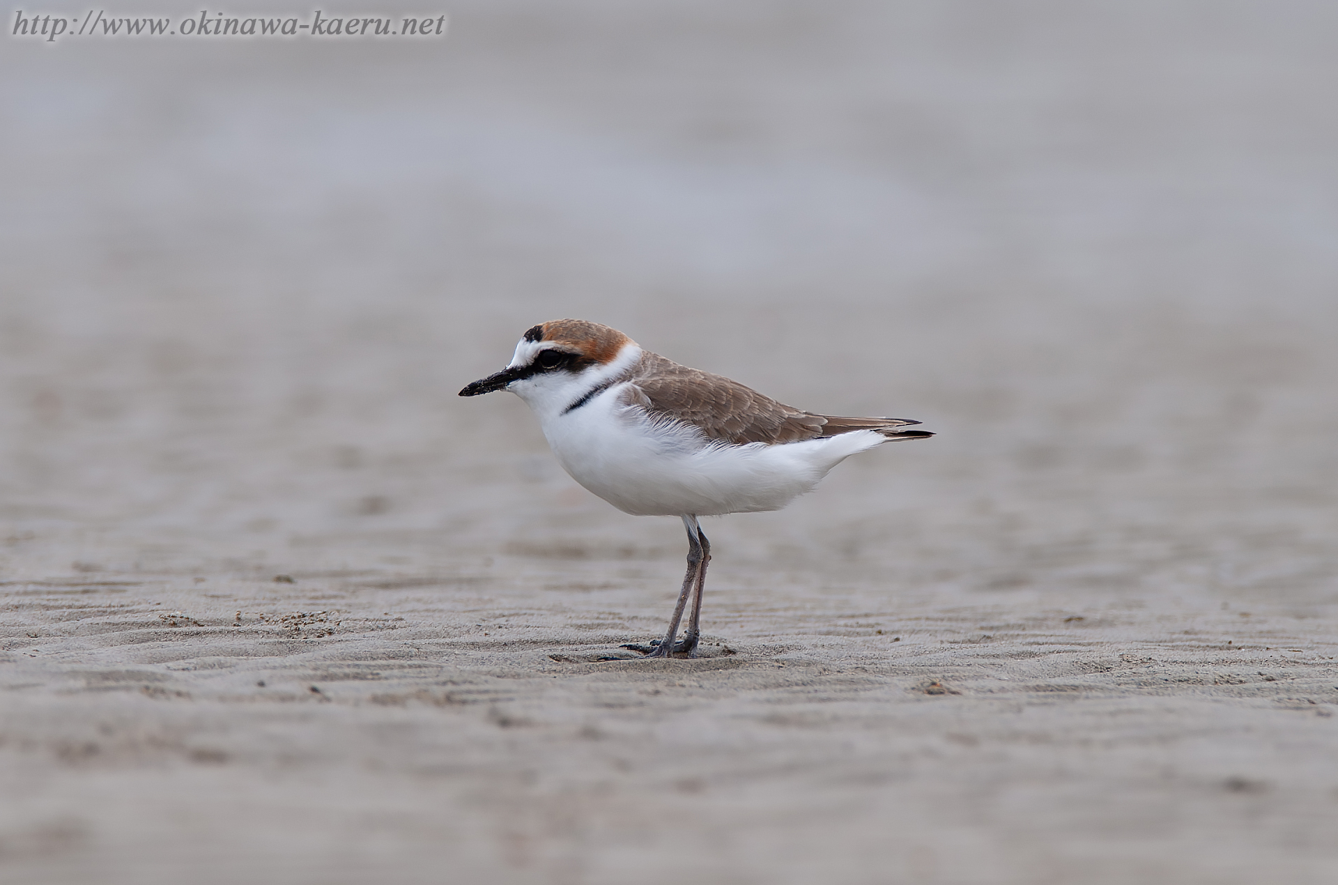 シロチドリ Charadrius alexandrinus