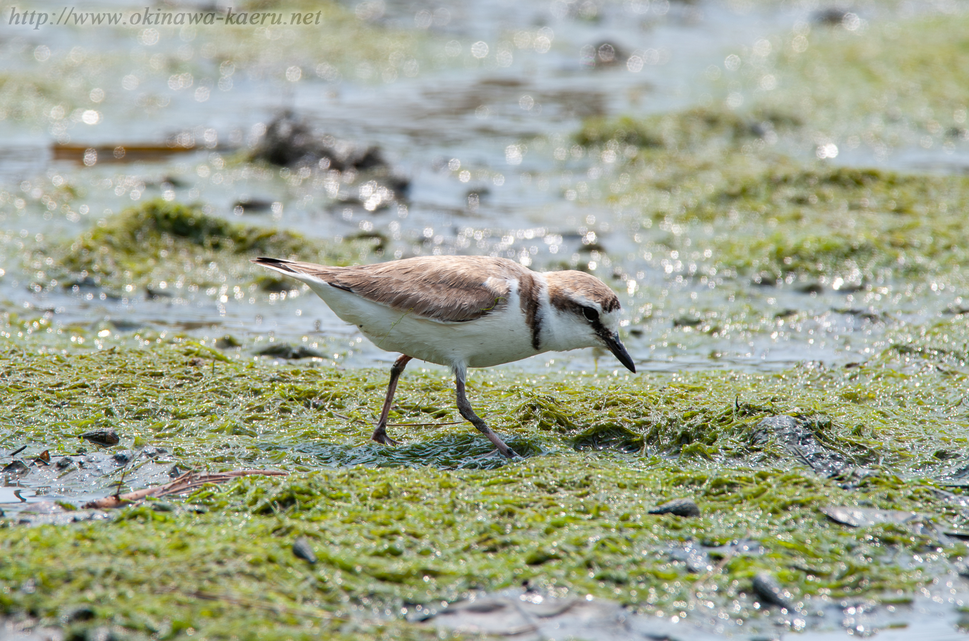 シロチドリ Charadrius alexandrinus