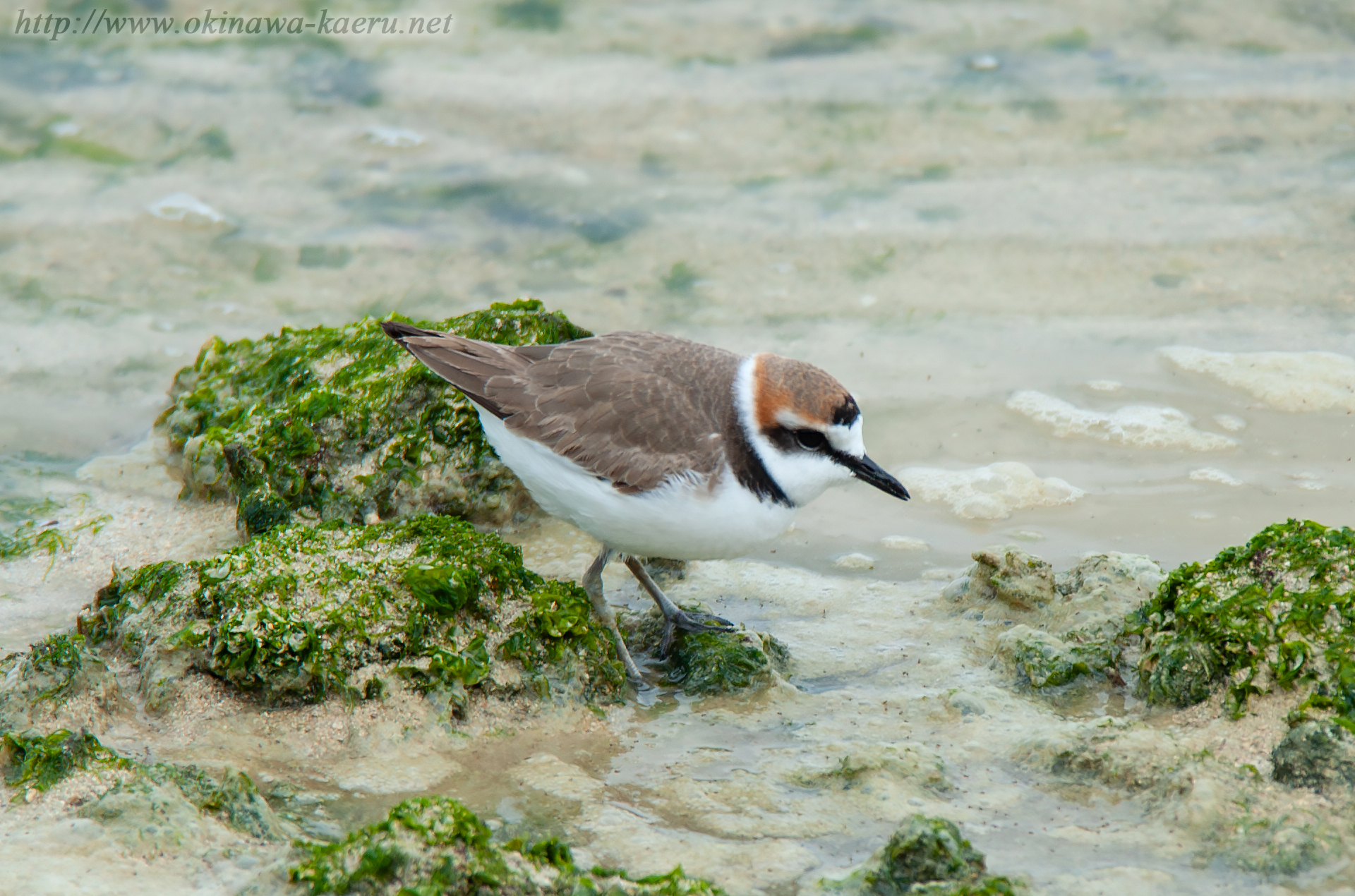 シロチドリ Charadrius alexandrinus