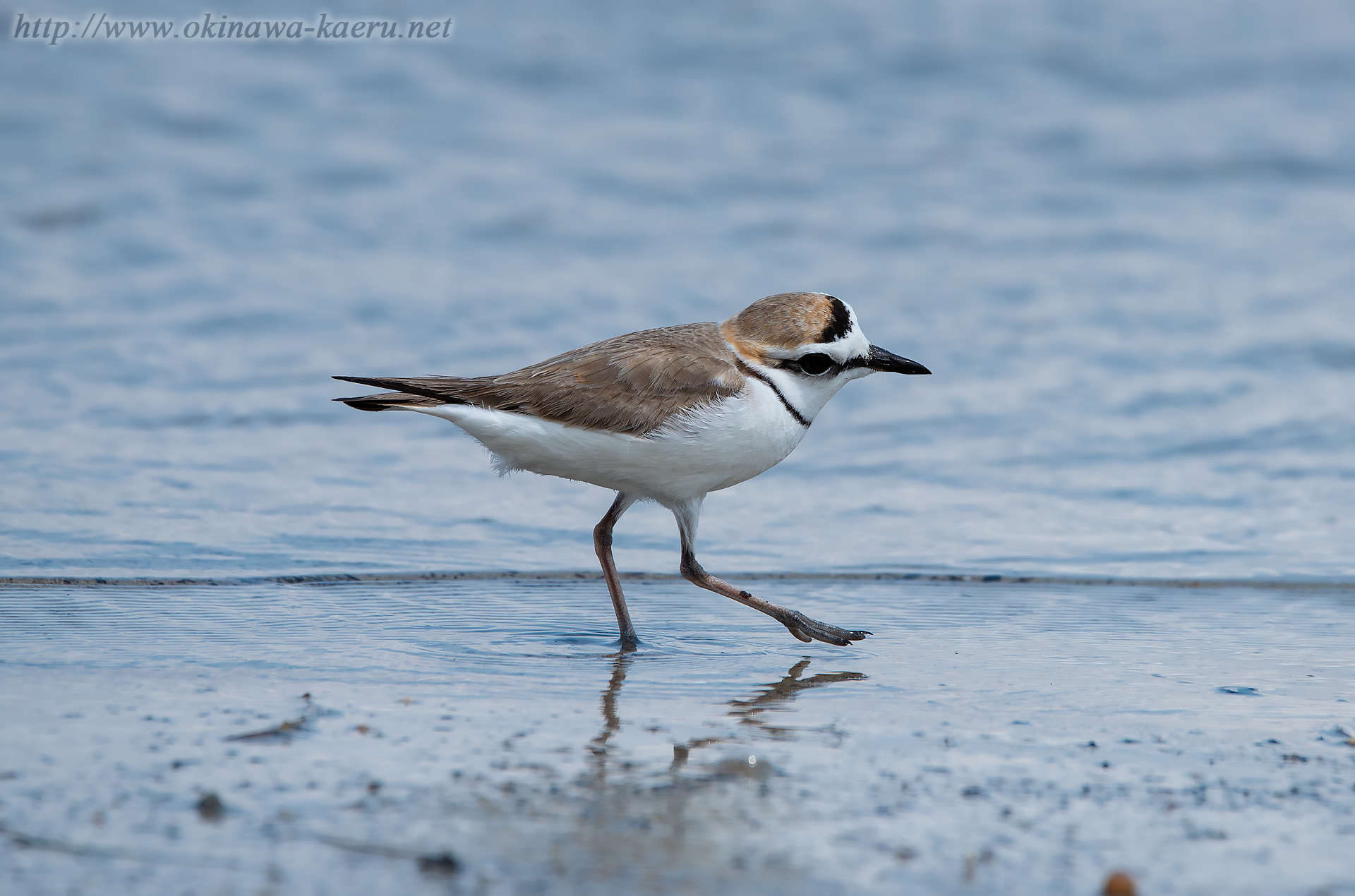 シロチドリ Charadrius alexandrinus