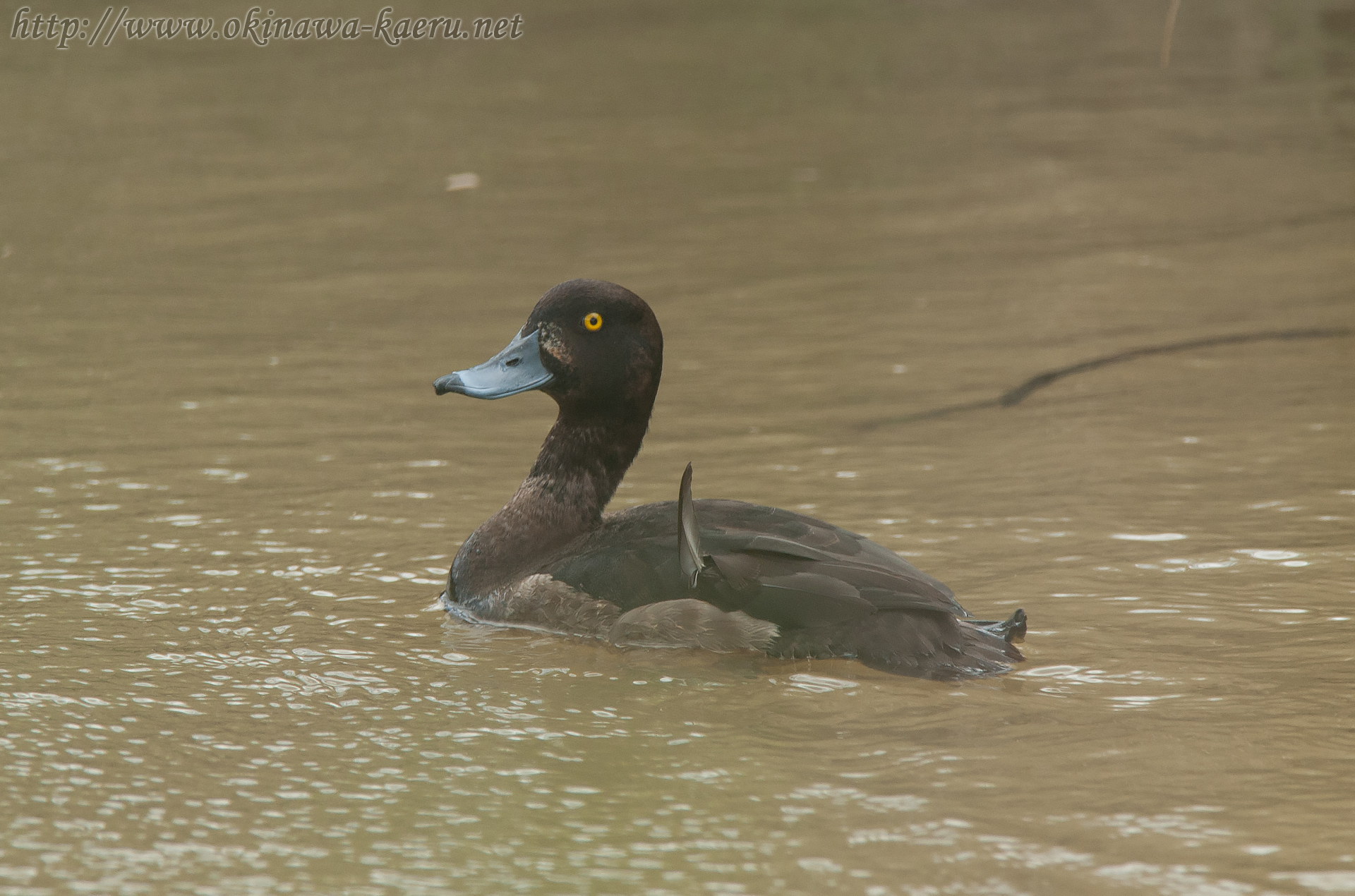 スズガモ Aythya marila Greater Scaup