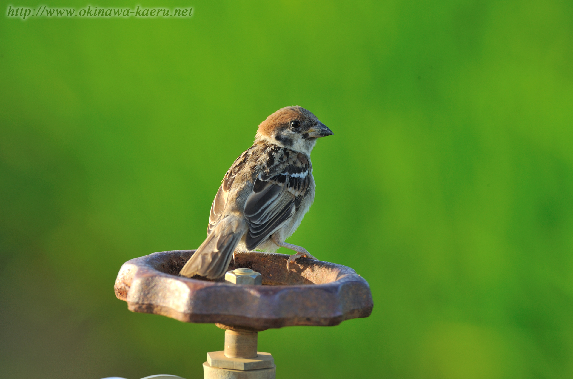 スズメ Passer montanus