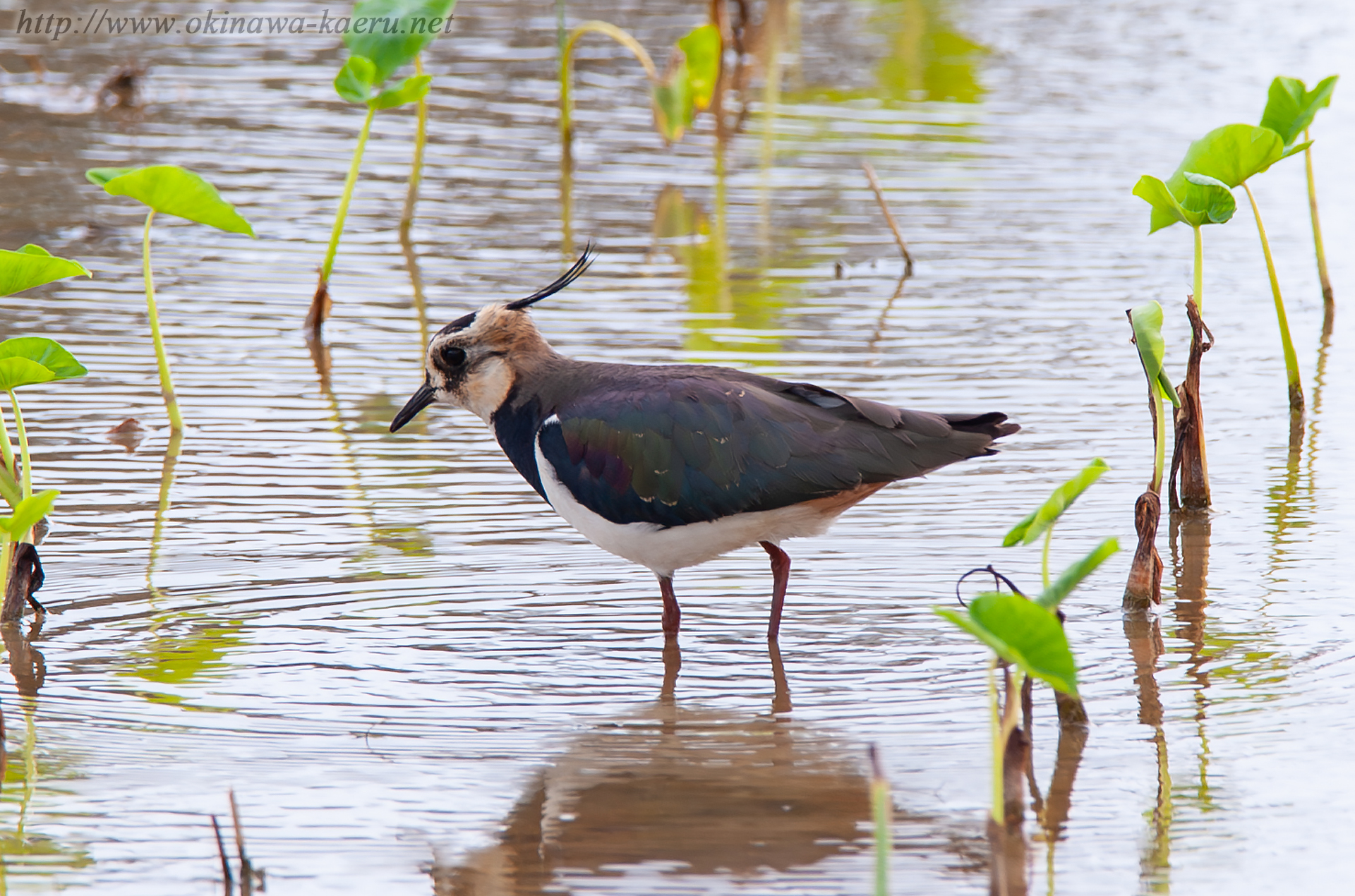 タゲリ Vanellus vanellus