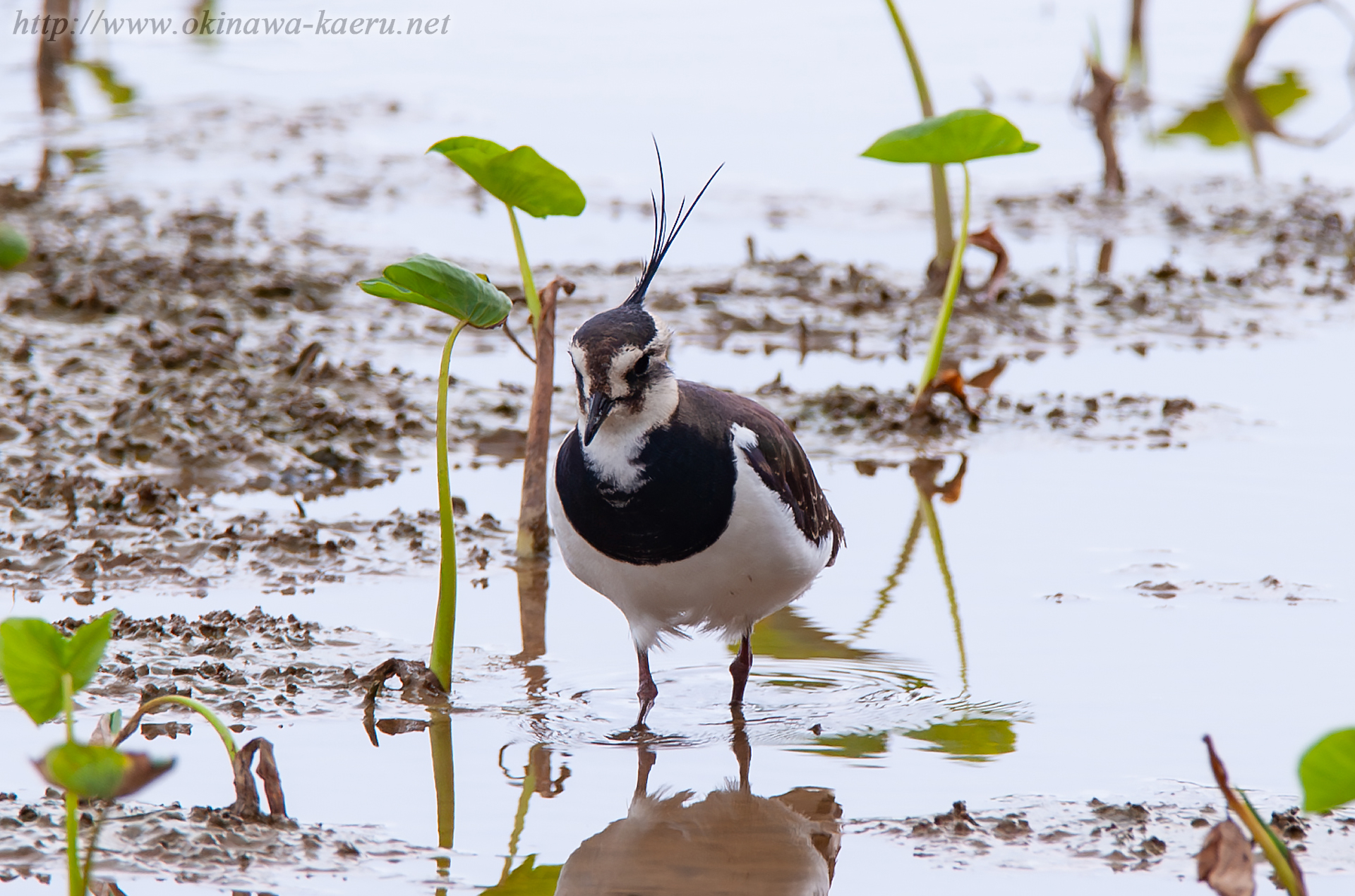 タゲリ Vanellus vanellus