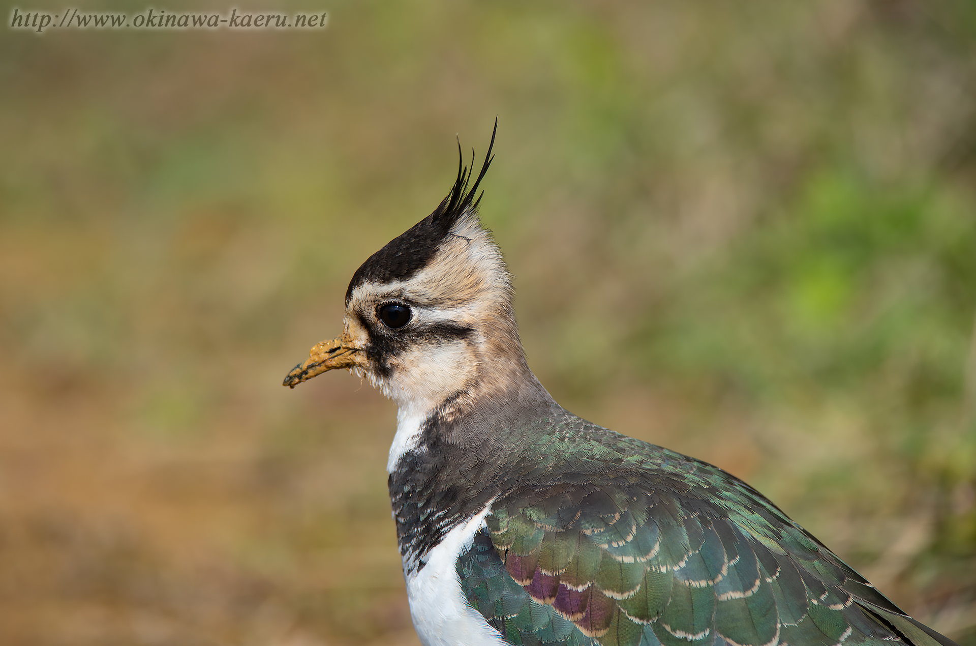 タゲリ Vanellus vanellus