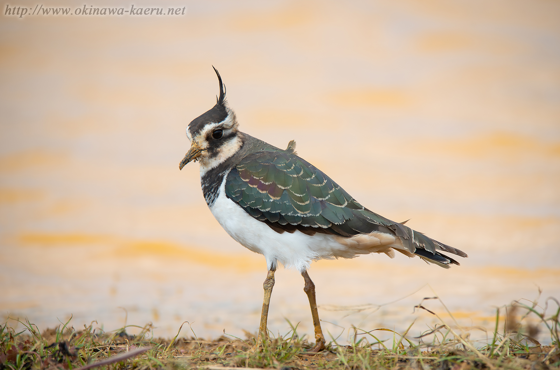 タゲリ Vanellus vanellus