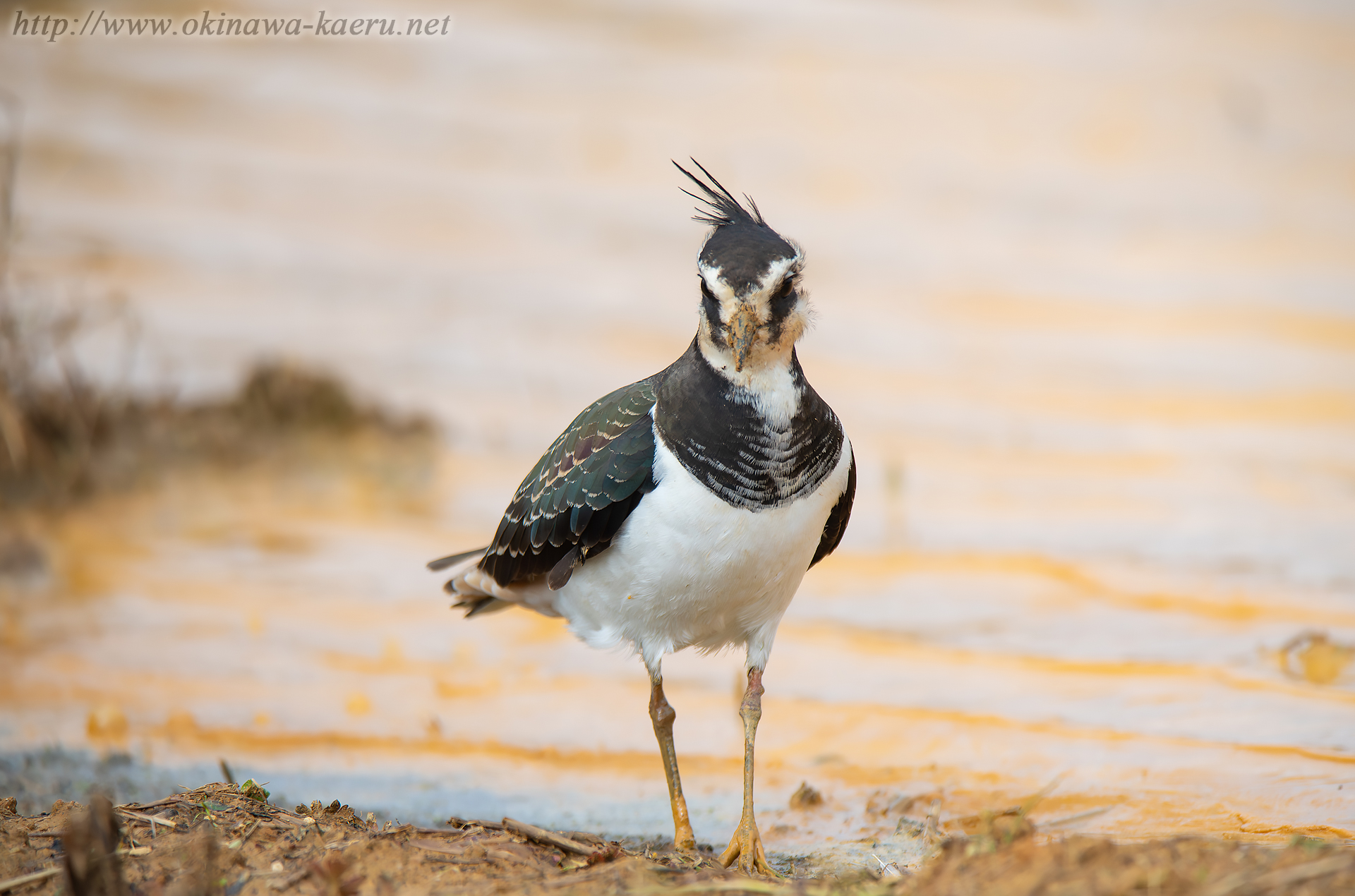 タゲリ Vanellus vanellus