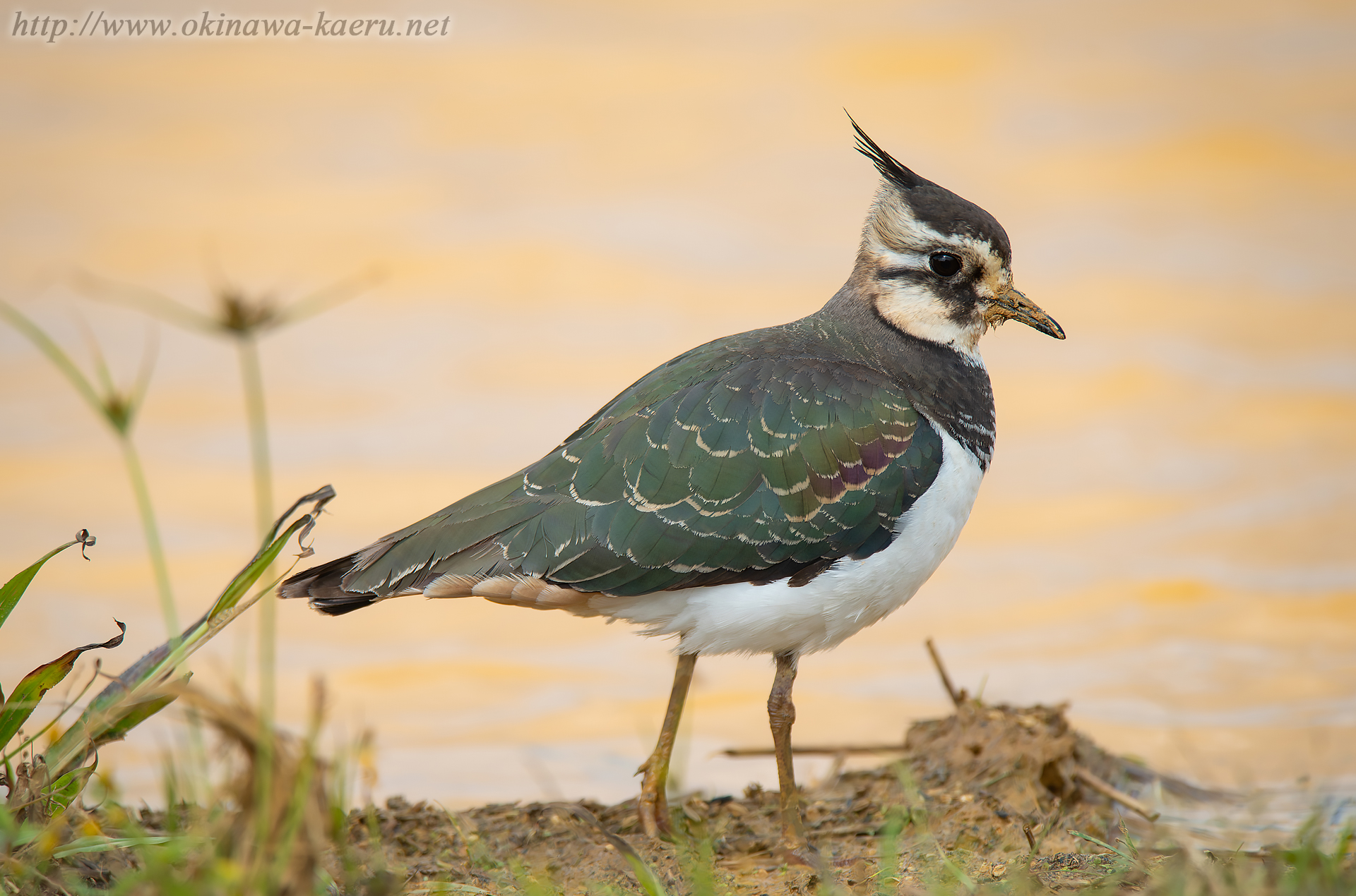 タゲリ Vanellus vanellus