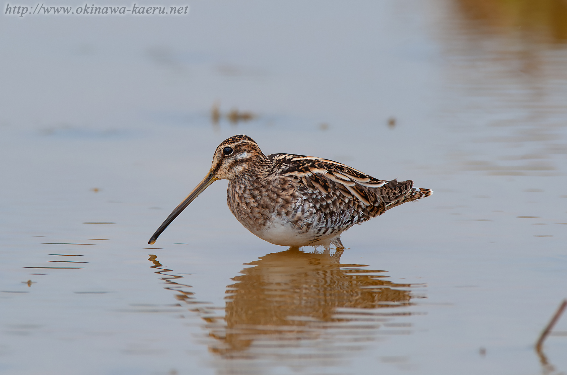 タシギ Gallinago gallinago