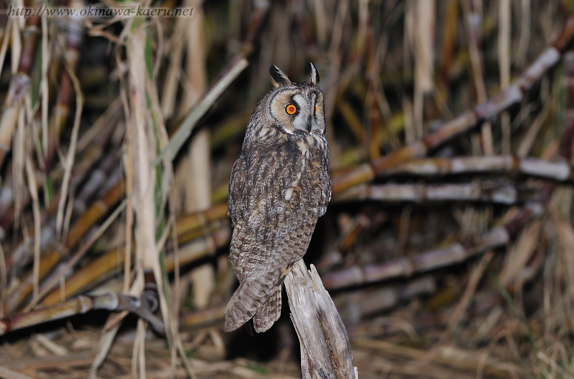 トラフズクの画像