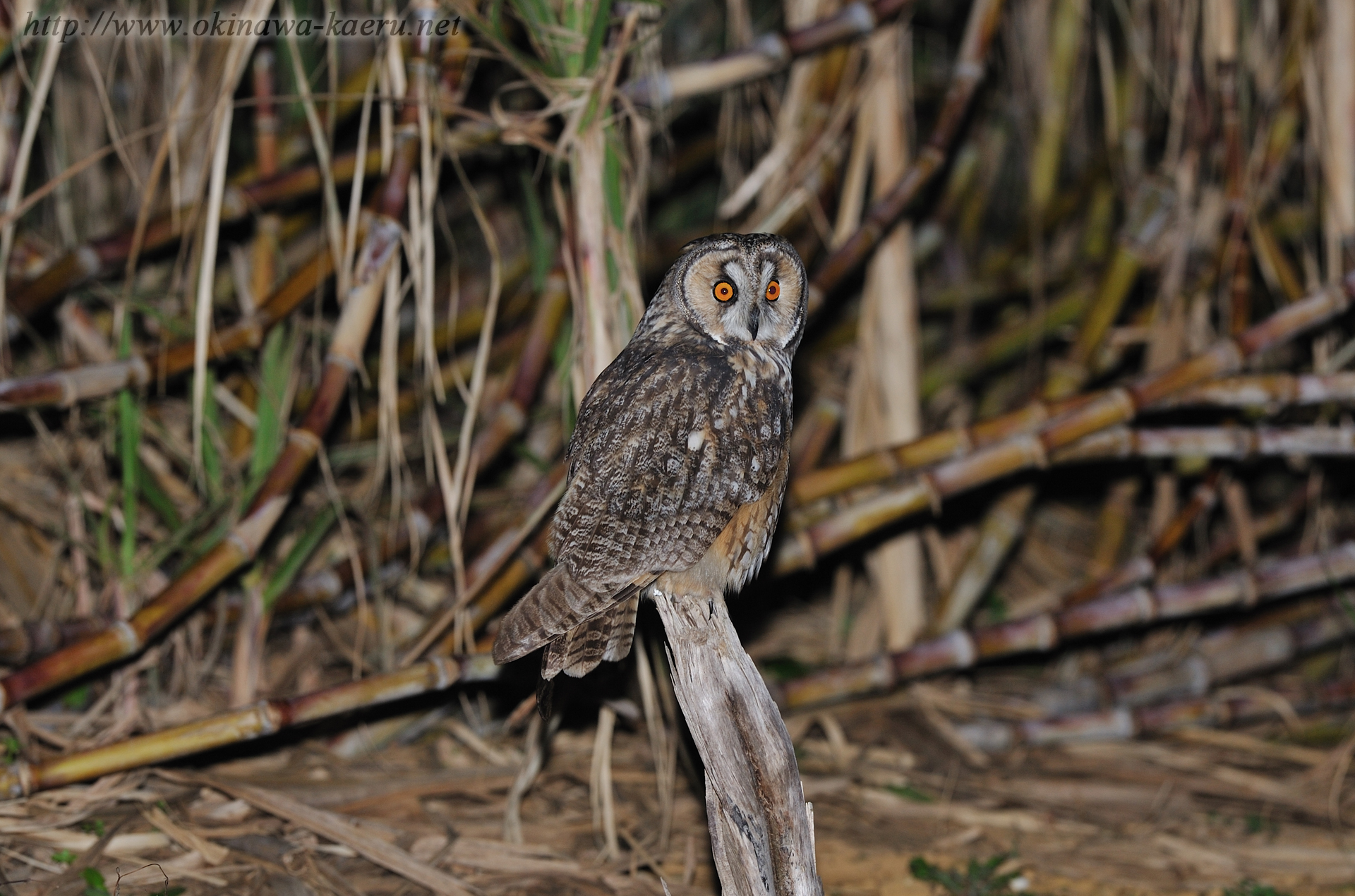トラフズクの画像