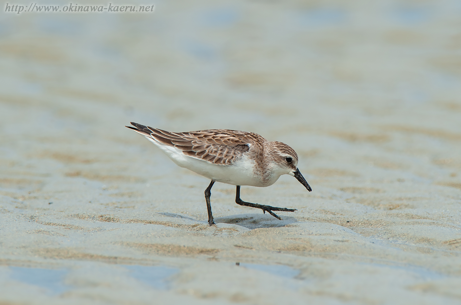 トウネン Calidris ruficollis