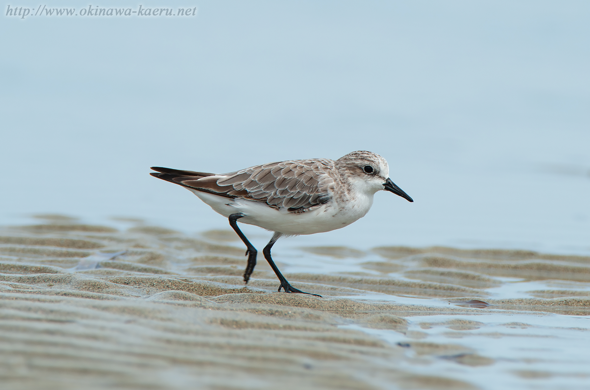 トウネン Calidris ruficollis