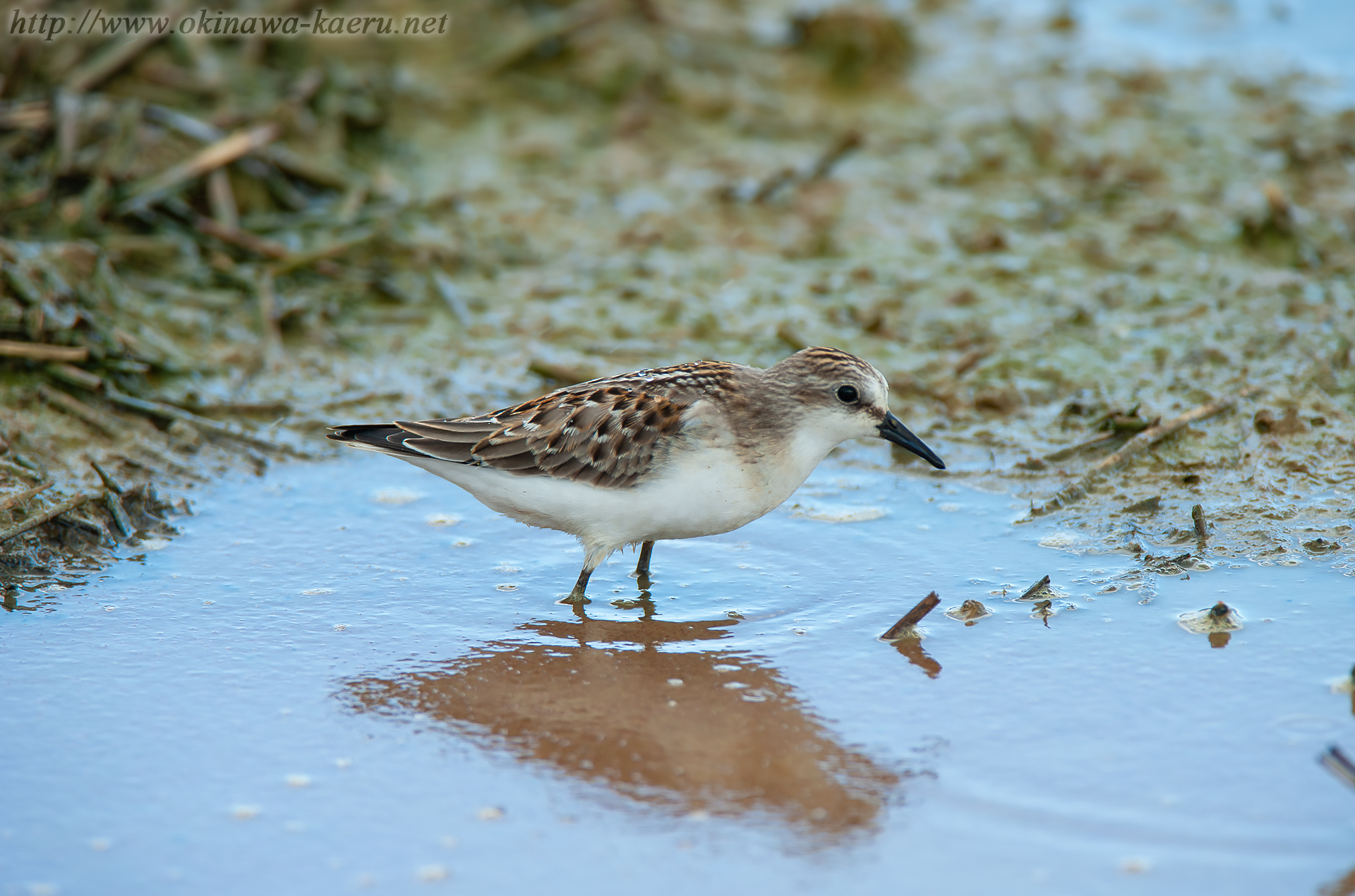 トウネン Calidris ruficollis