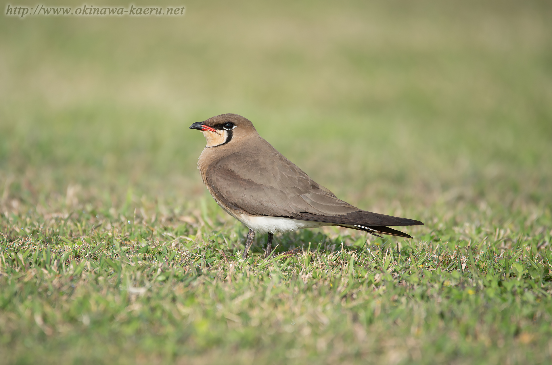 ツバメチドリ Glareola maldivarum