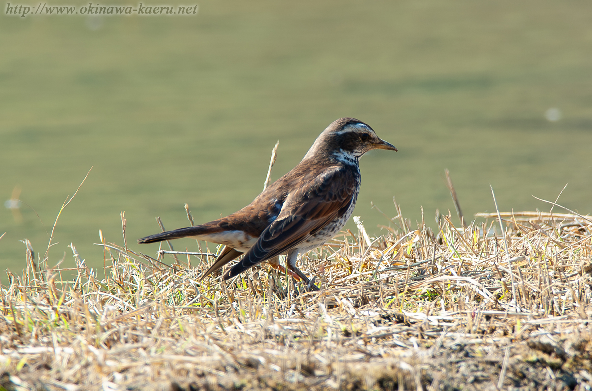 ツグミ Turdus naumanni