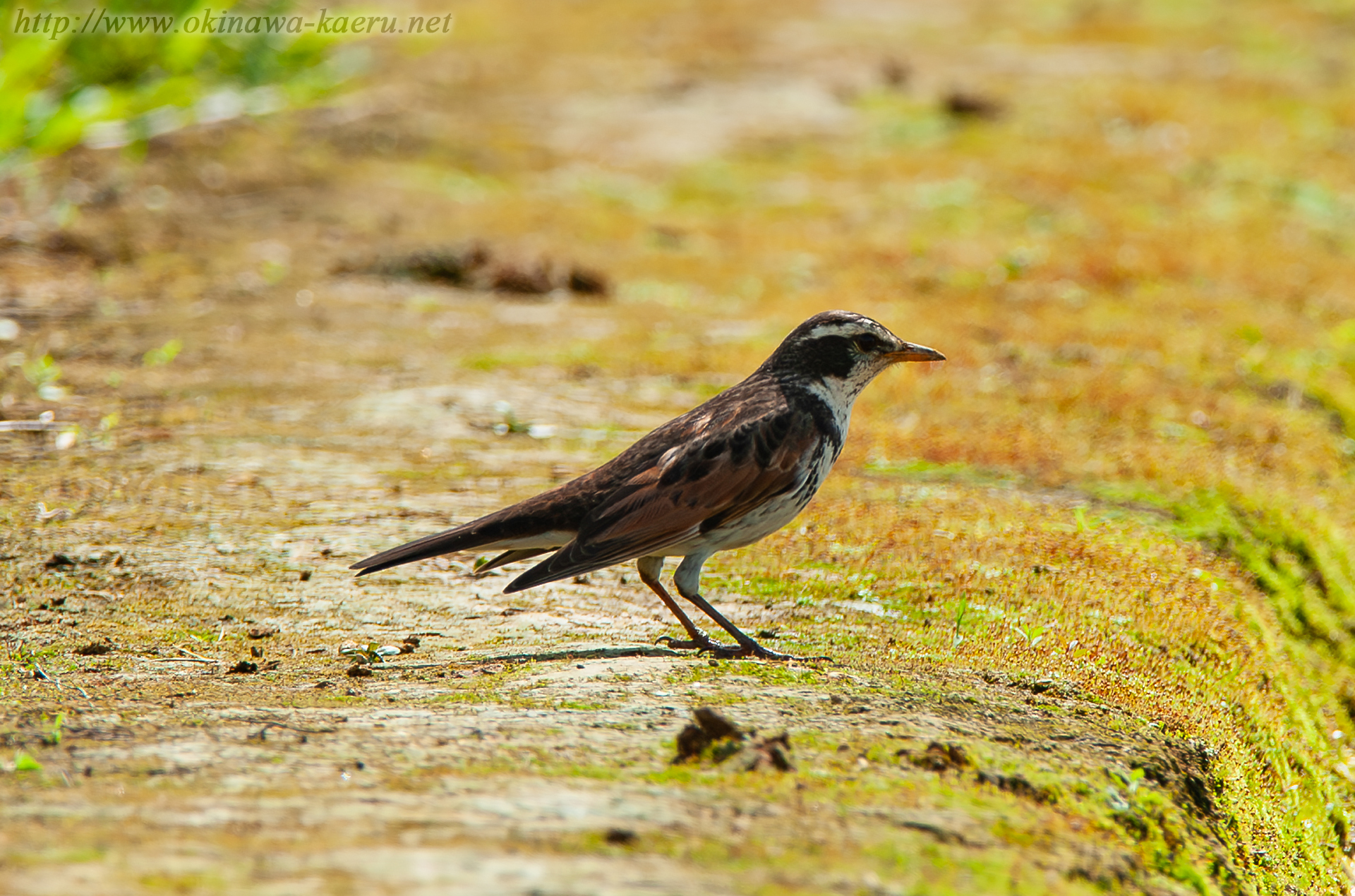 ツグミ Turdus naumanni