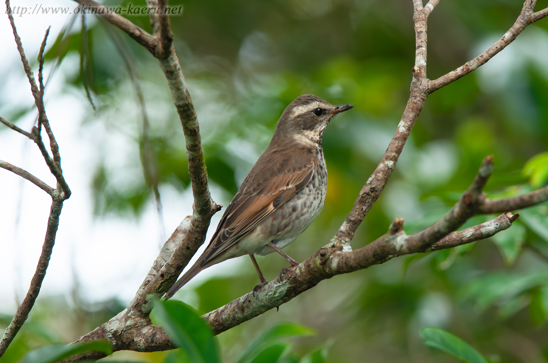 ツグミ Turdus naumanni