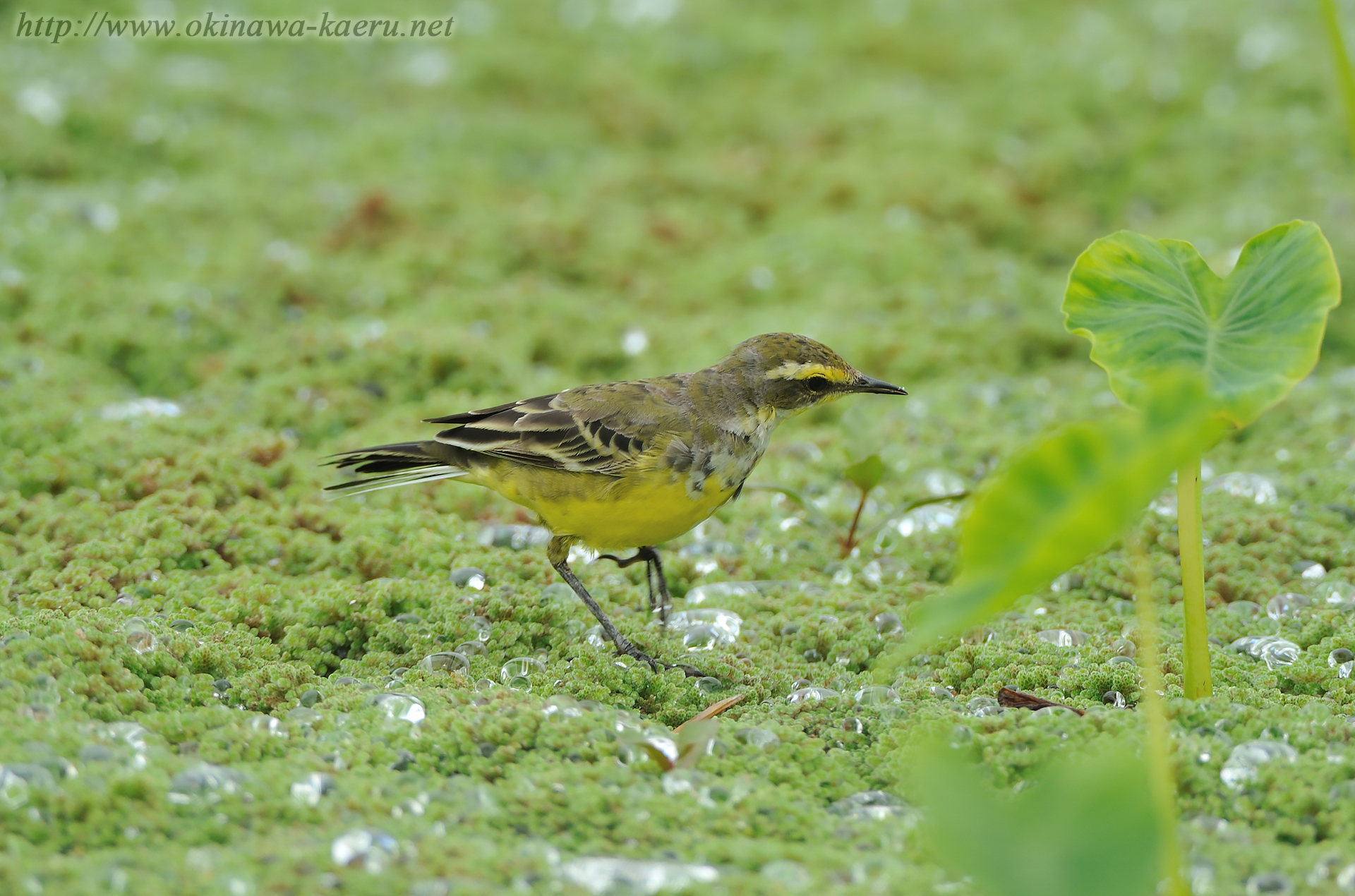 ツメナガセキレイ Motacilla flava